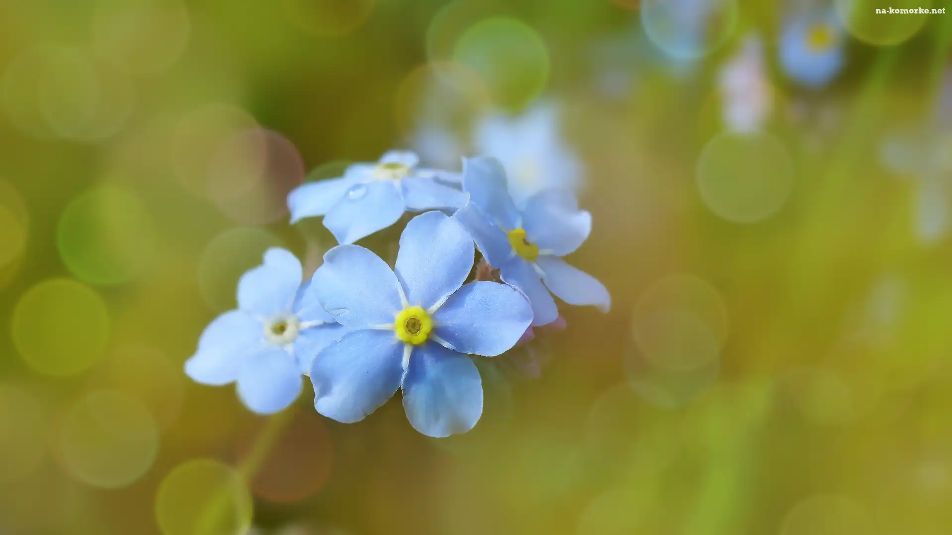 Niebieskie, Zbliżenie, Niezapominajki, Bokeh