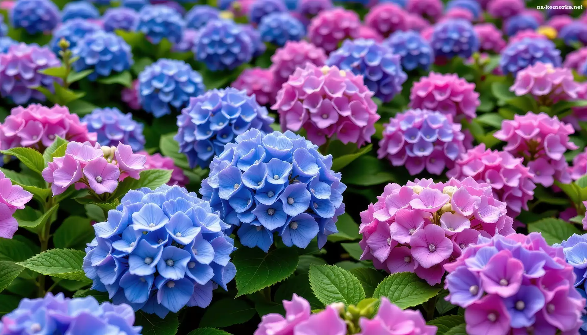 Niebieskie, Hortensje, Różowe