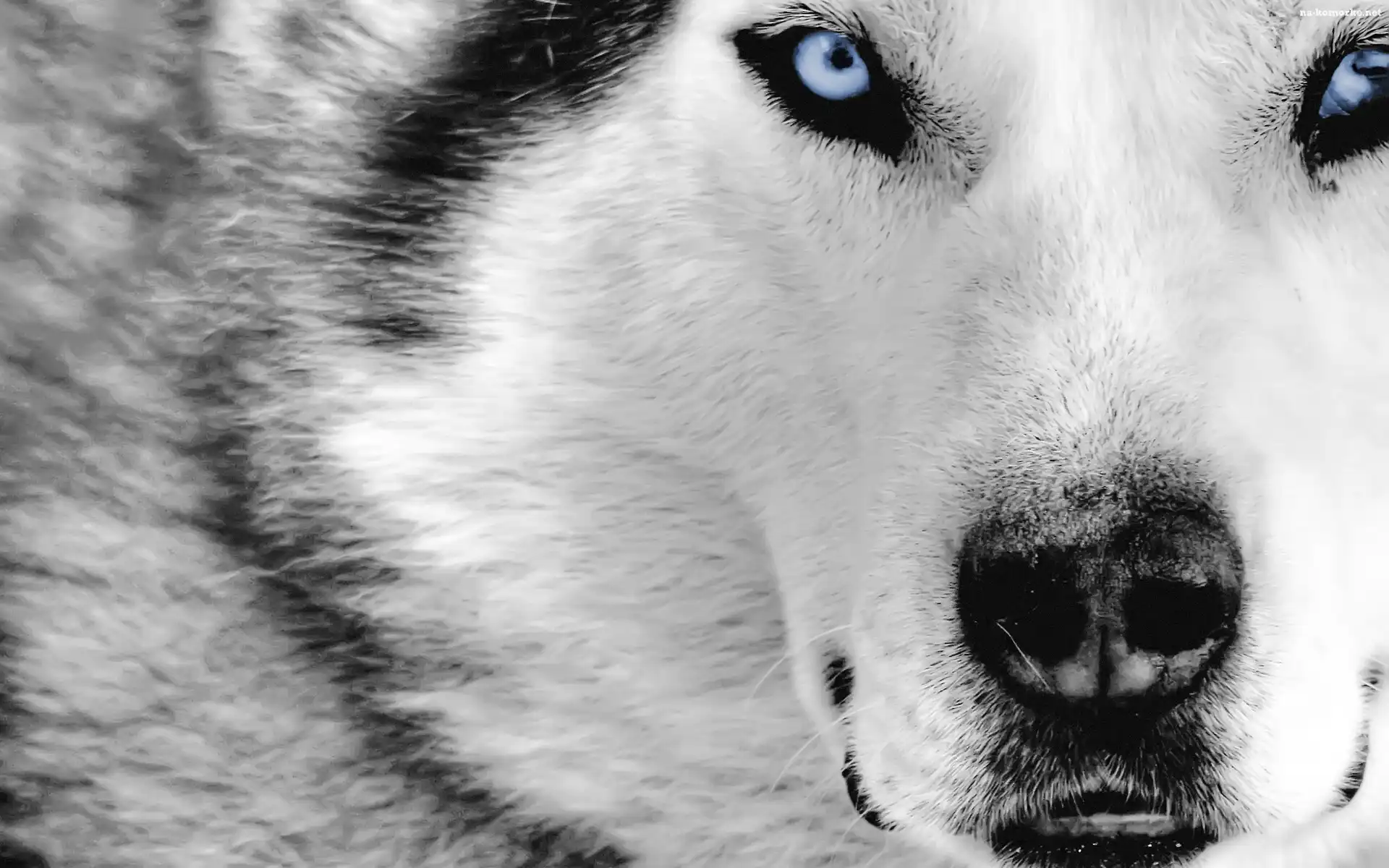 Siberian Husky, Niebieskie, Oczy