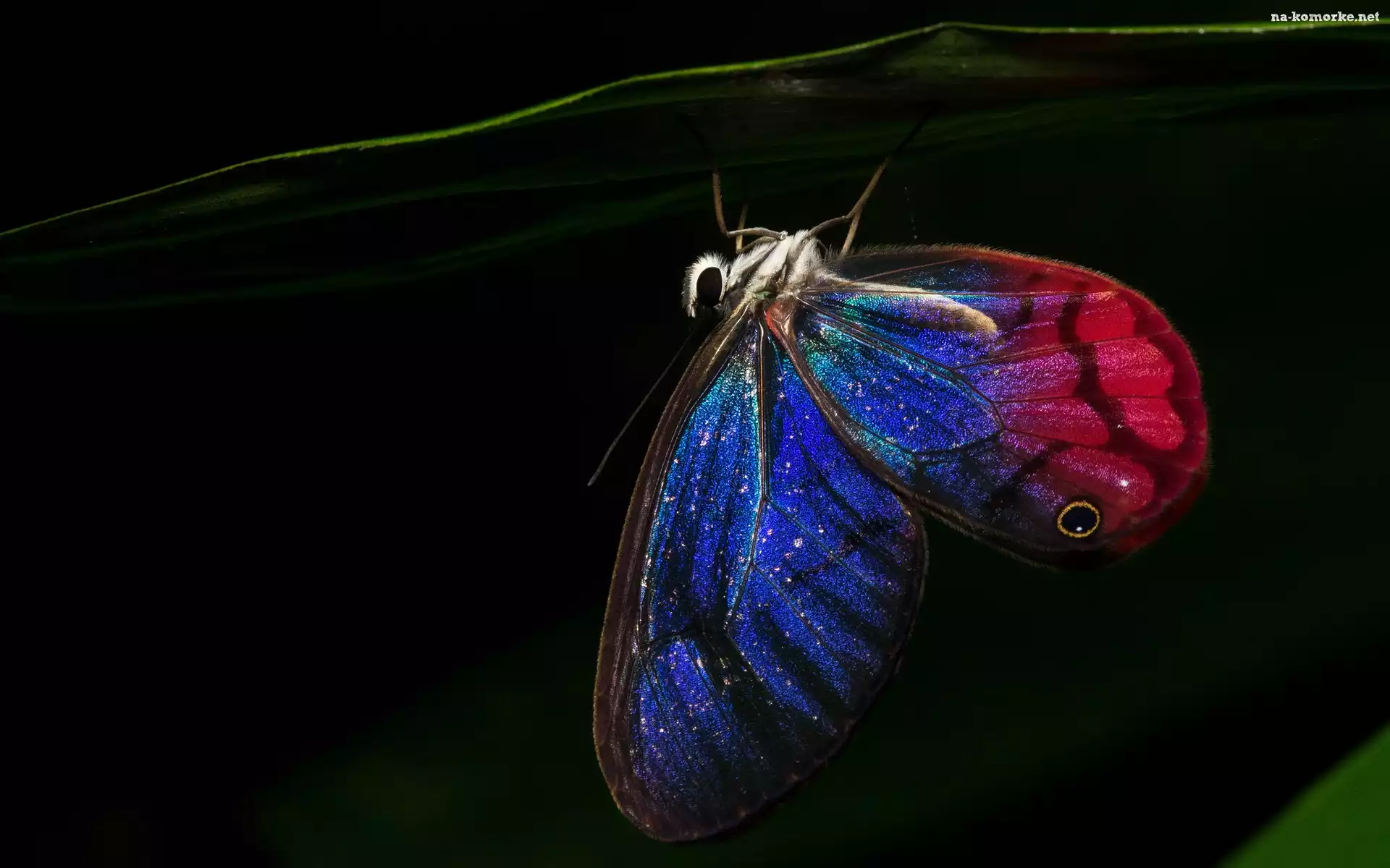 Motyl, Niebiesko Czerwony