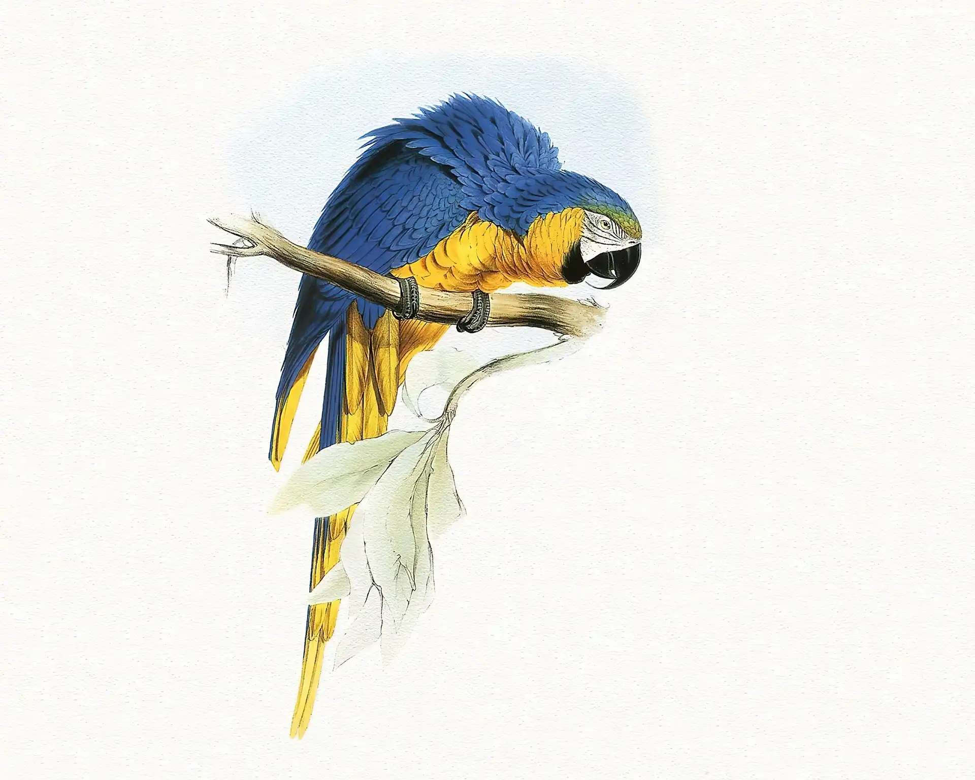 Niebiesko, Edward Lear, Żółta, Papuga