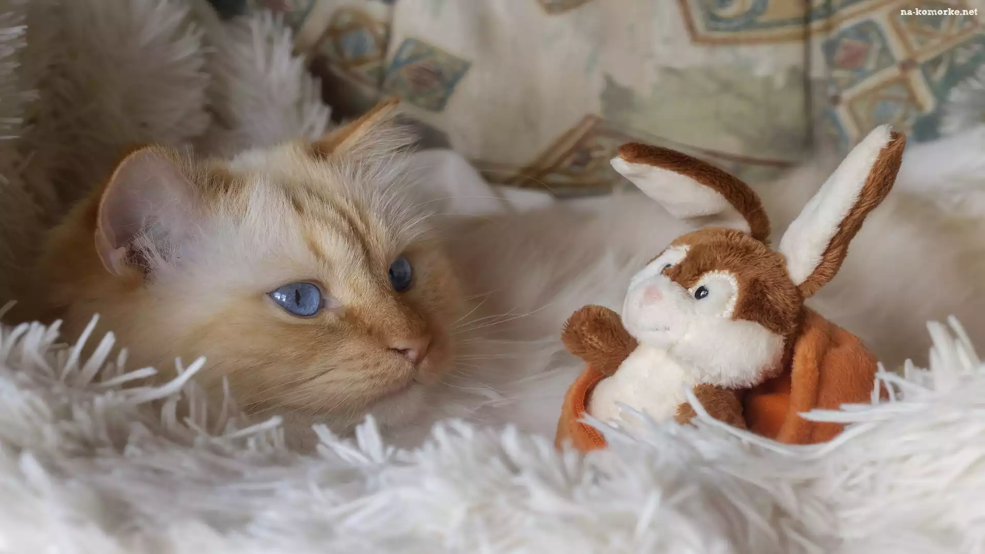 Niebieskooki, Maskotka, Kot