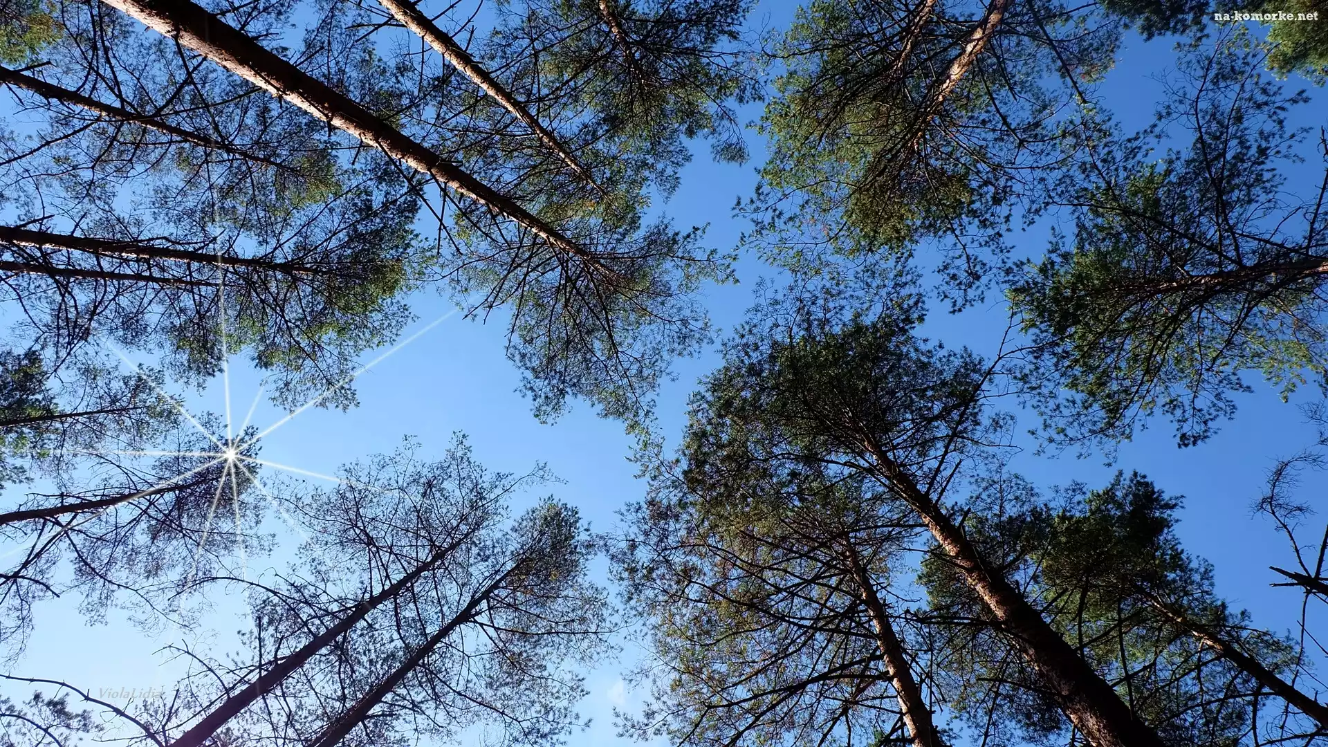 Niebo, Słońca, Drzewa, Promienie