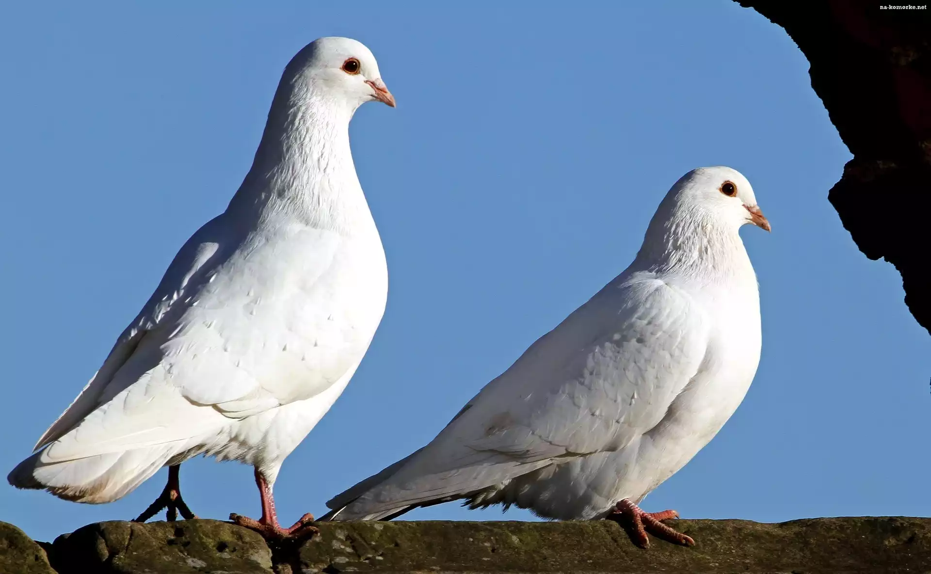Niebo, Gołębie, Dwa, Białe