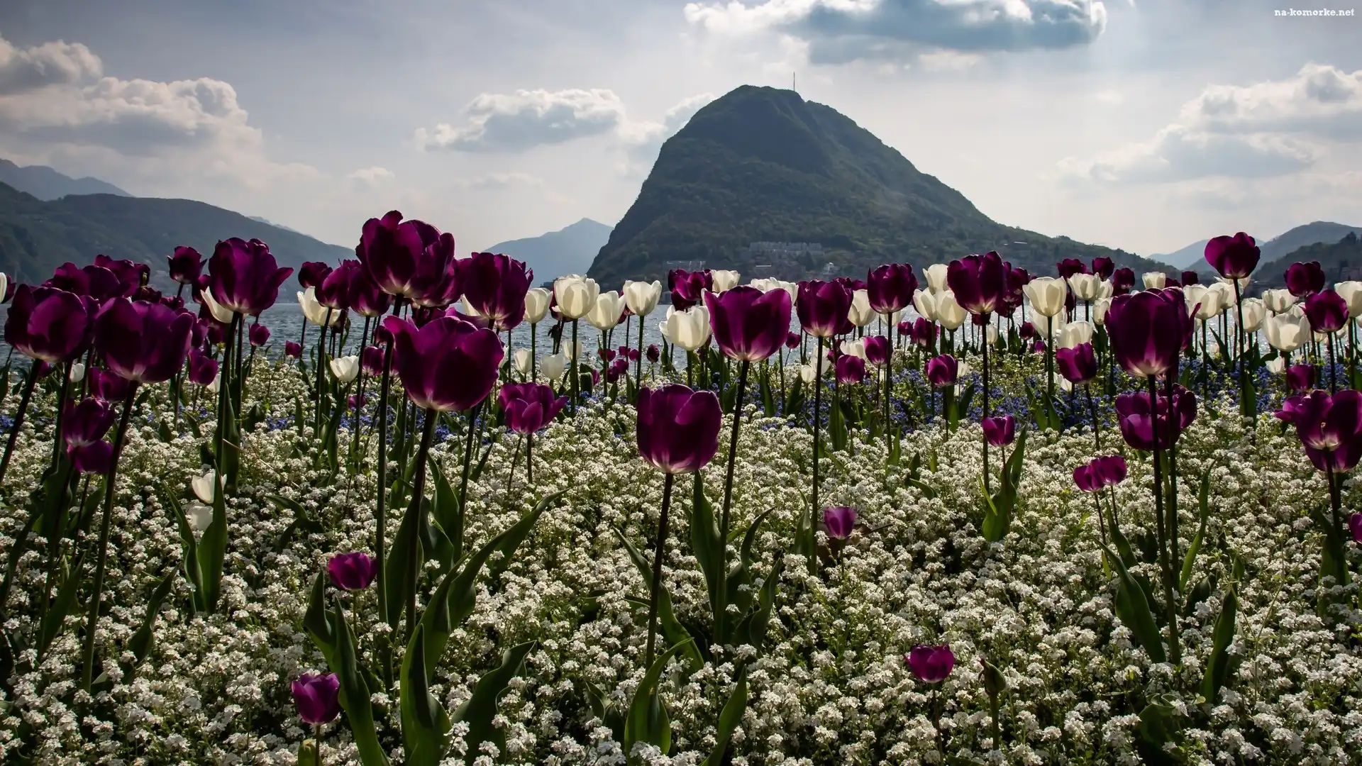 Niebo, Tulipany, Kwiaty, Ocean, Góry