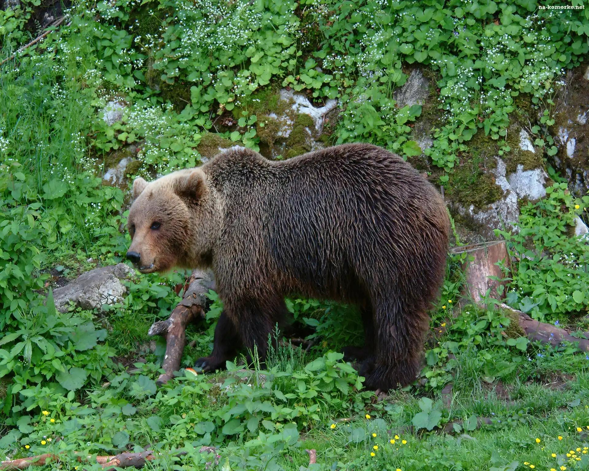 Niedźwiedź, Zieleń