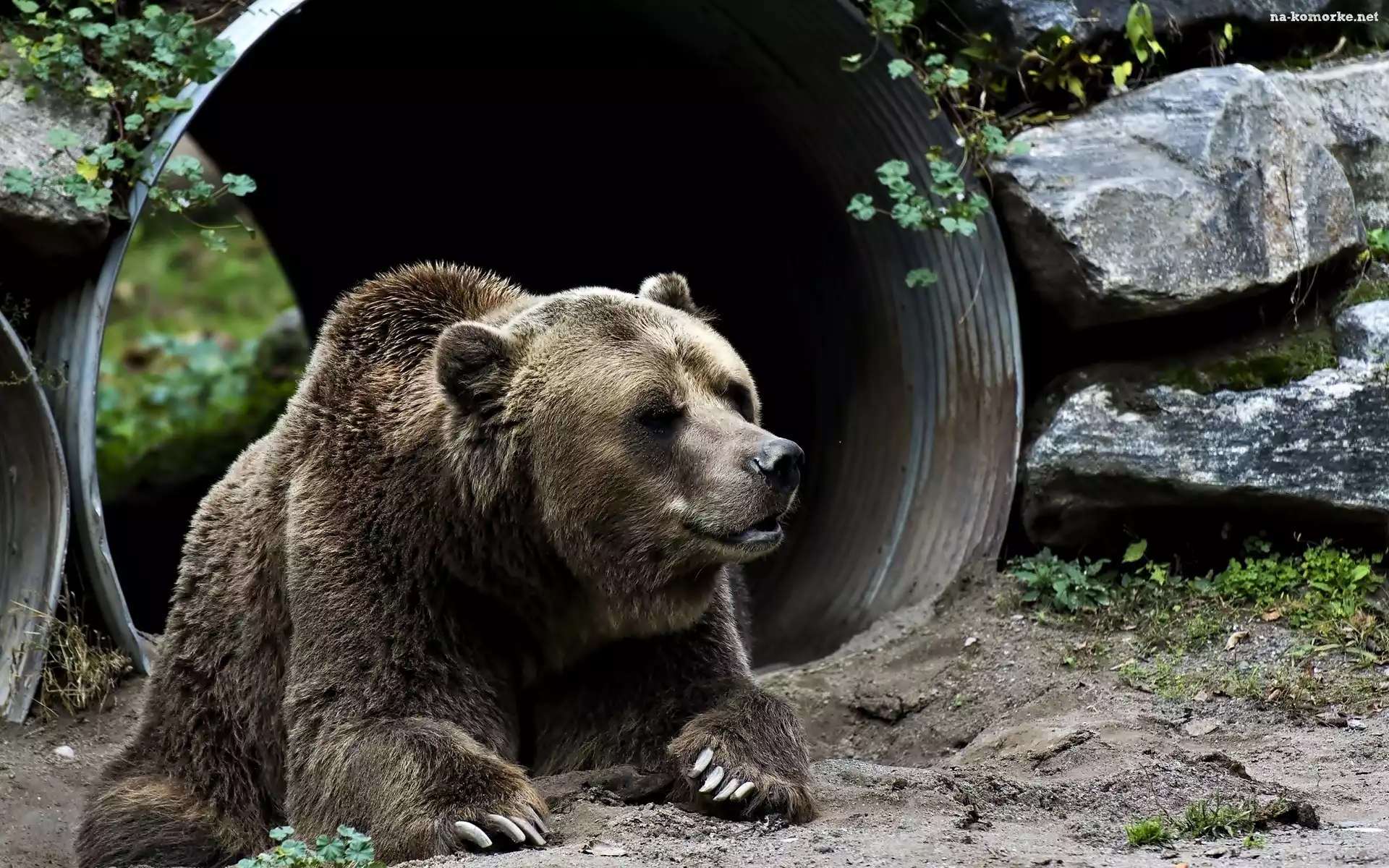 Niedźwiedź, ZOO