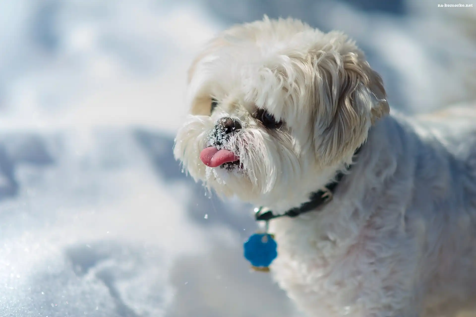 Śnieg, Słodki, Piesek, Shih Tzu, Język