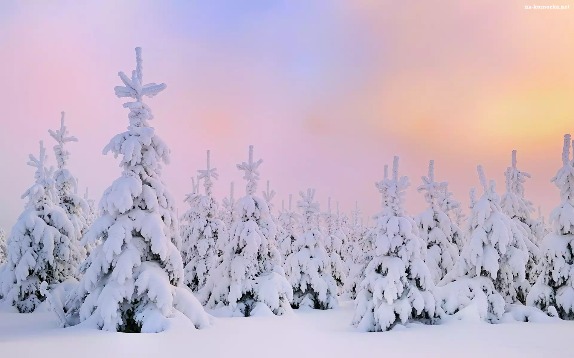 Choinki, Śnieg, Zima
