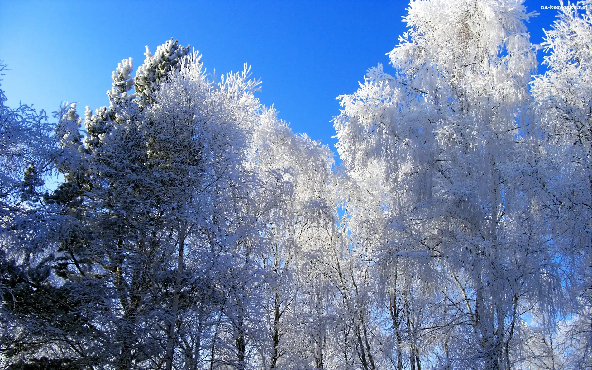 Drzewa, Śnieg, Zima