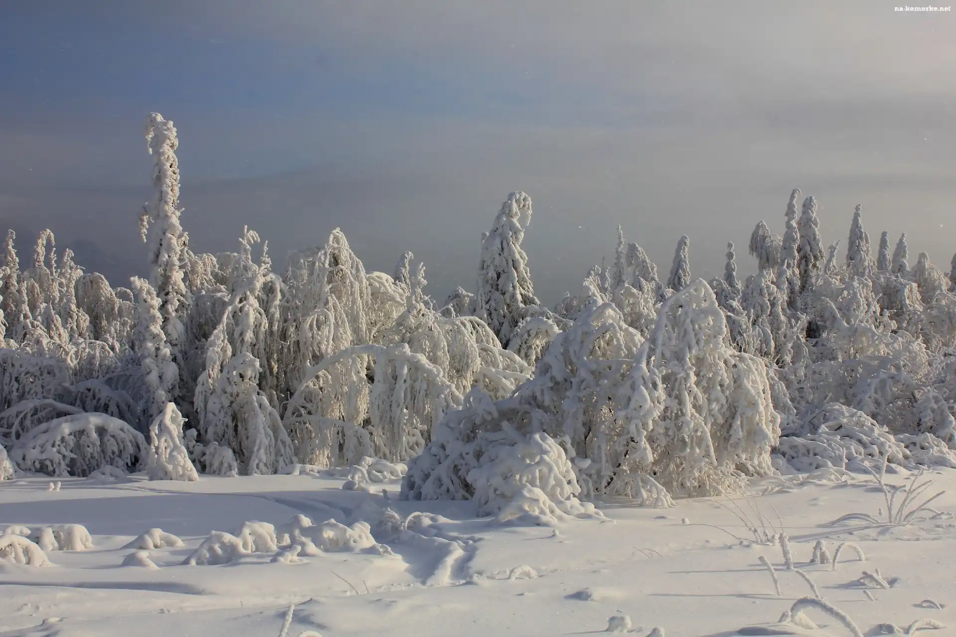 Drzewa, Śnieg, Zima