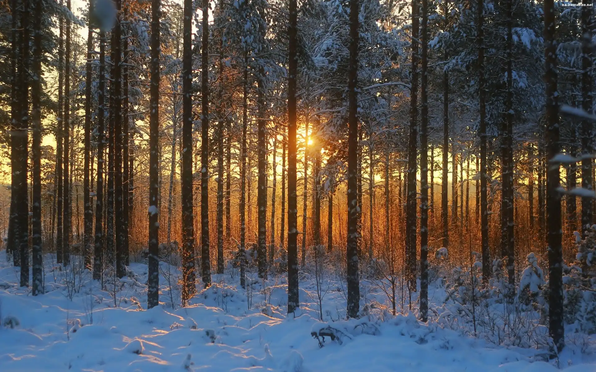 Las, Śnieg, Zachód