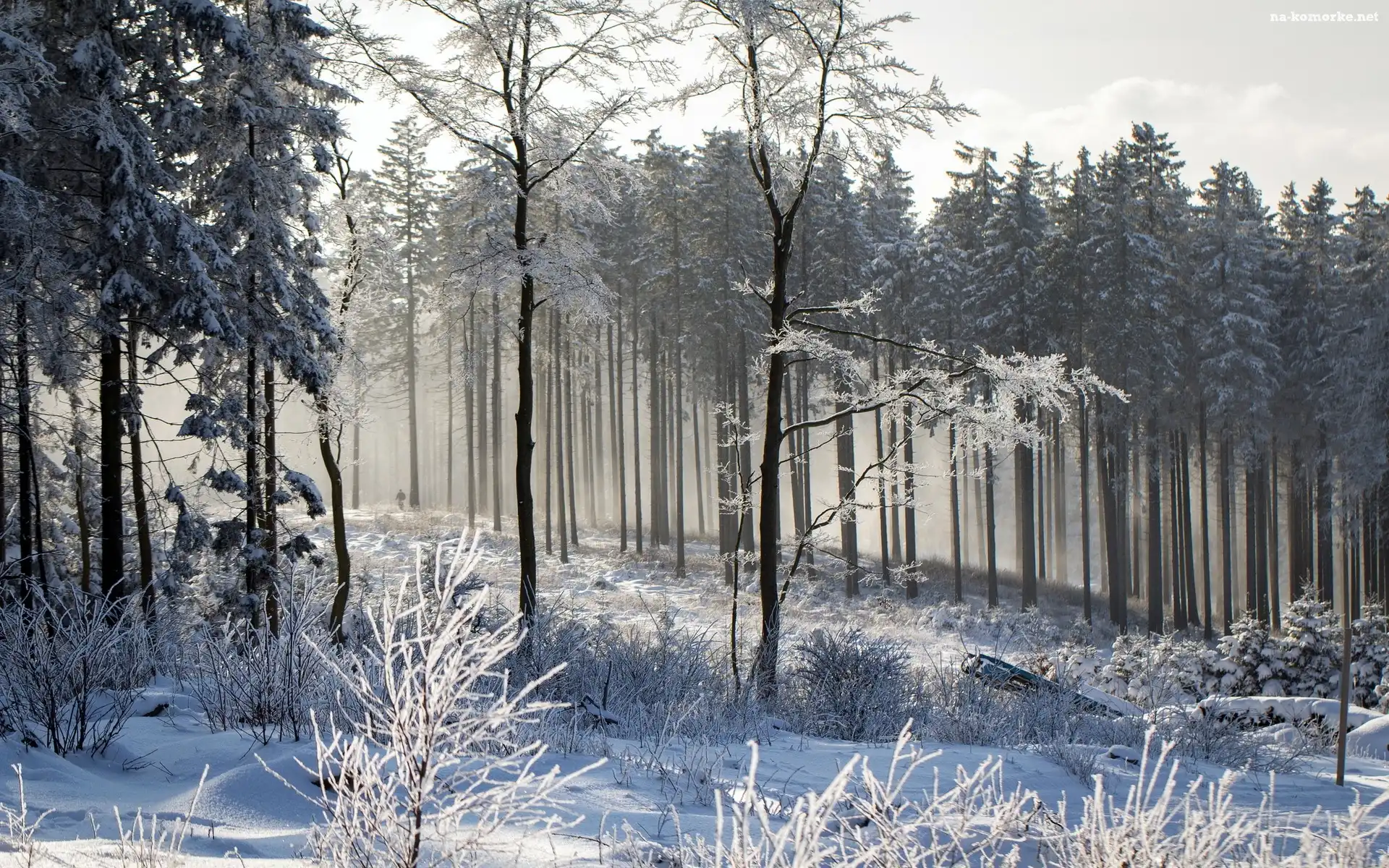 Las, Śnieg, Zima