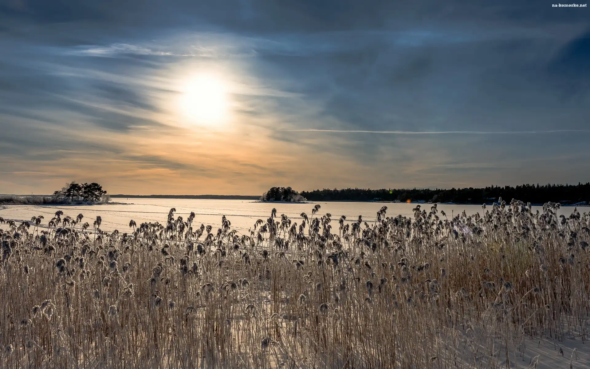 Śnieg, Wschód słońca, Zima, Rośliny, Pola, Uschnięte