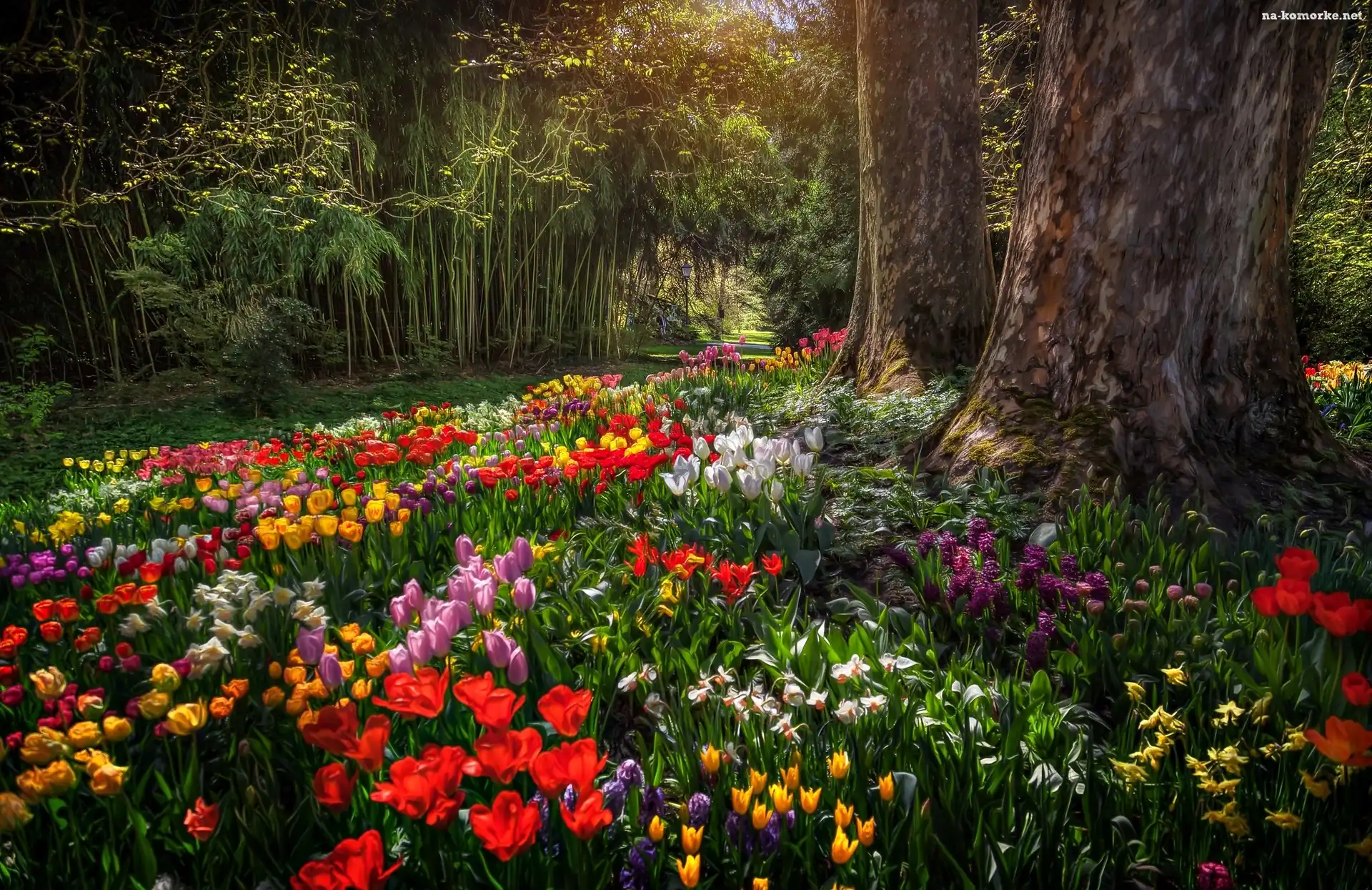 Wyspa Mainau, Niemcy, Tulipany, Ogród, Paintography, Badenia-Wirtembergia, Grafika, Park, Alejka