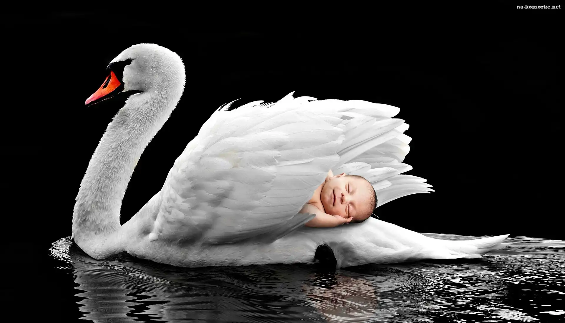 Dziecko, Ptak, Pióra, Niemowlę, Łabędź, Biały