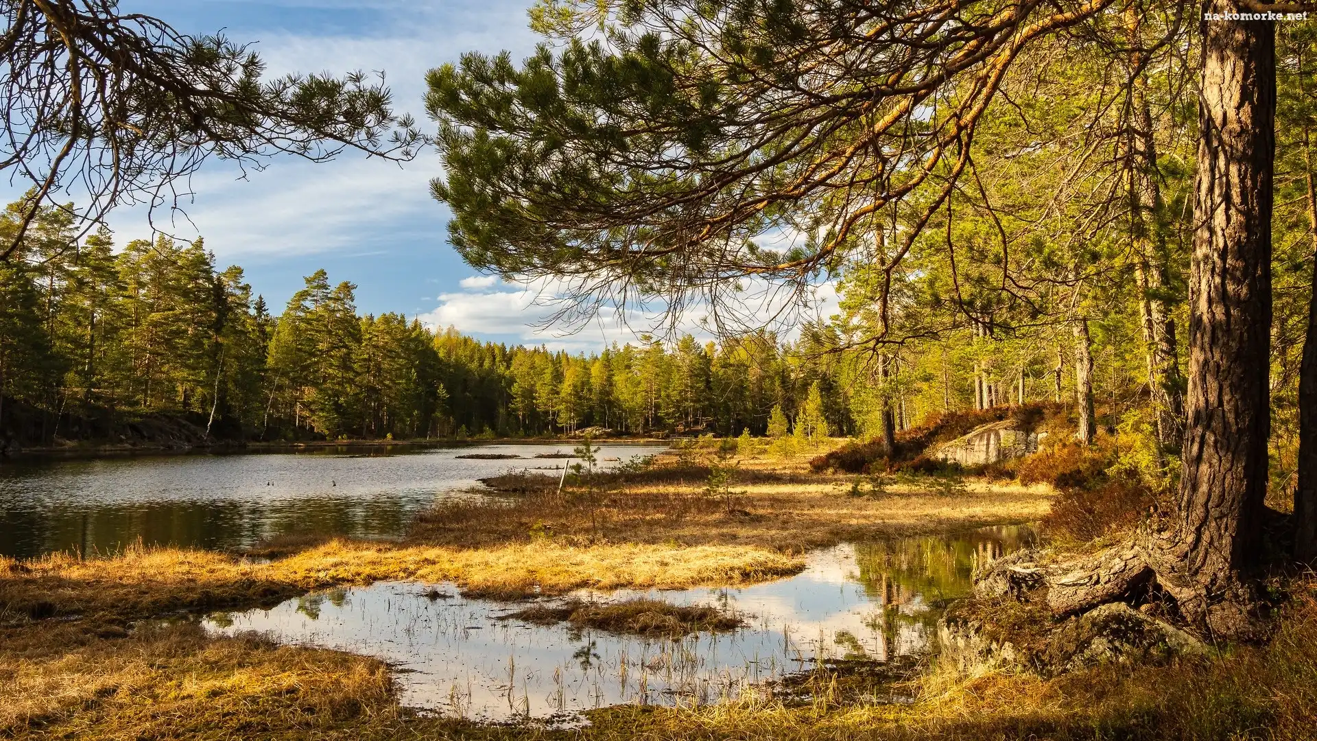 Romeriksasen, Jezioro, Trawa, Norwegia, Sosny, Drzewa