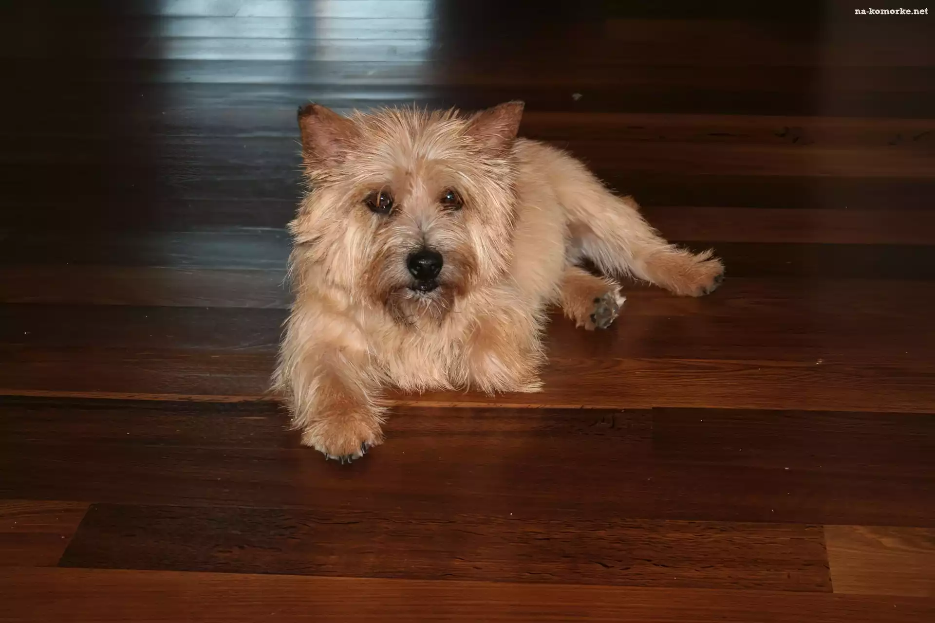 Norwich terrier