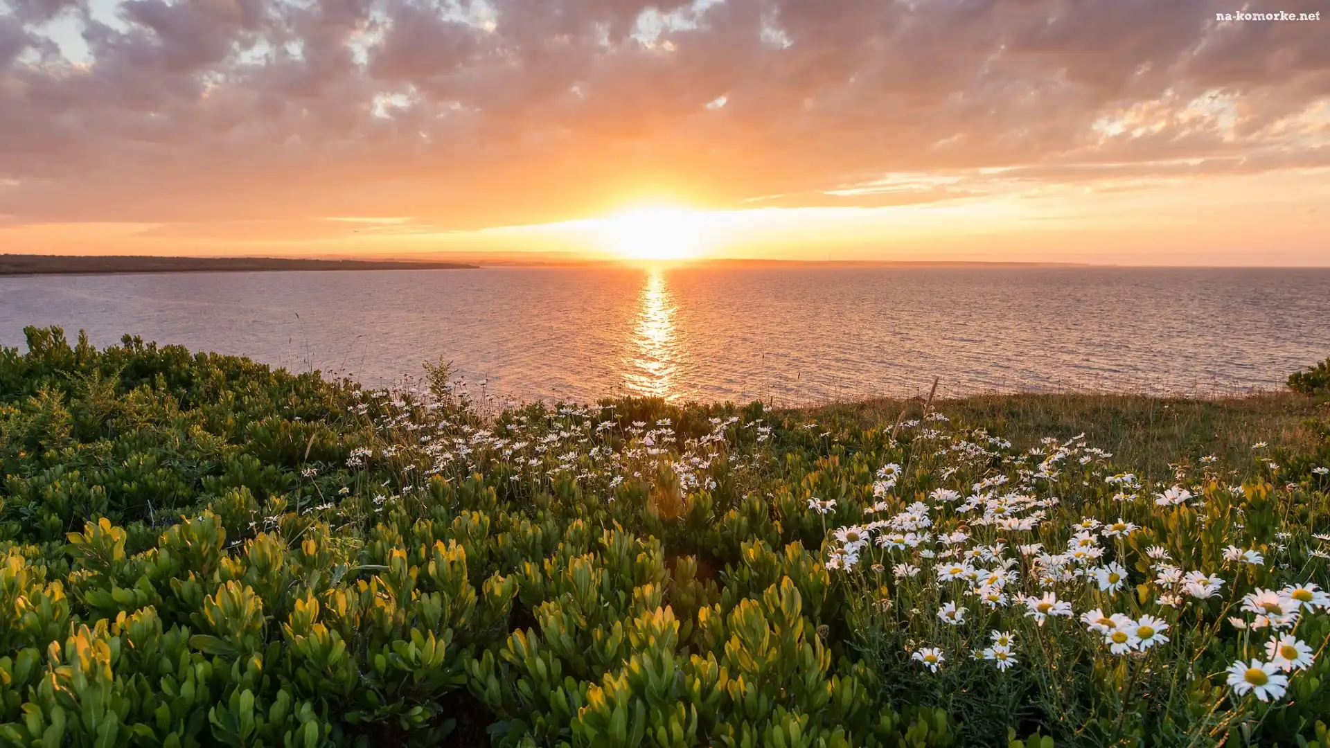 Kanada, Złocień, Zachód słońca, Rośliny, Nowa Szkocja, Morze - Ocean Atlantycki, Brzeg, Kwiaty