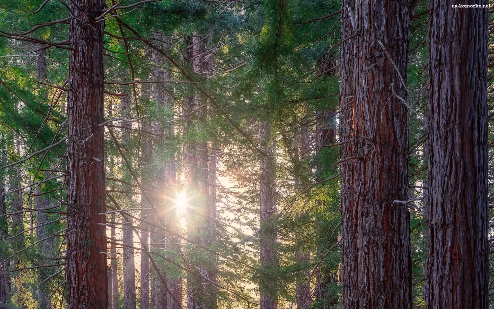 Las, Region Hawkes Bay, Nowa Zelandia, Drzewa, Sekwoje kalifornijskie, Promienie słońca, Te Mata Park