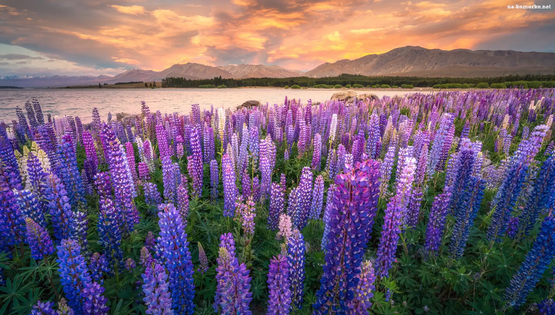Góry, Nowa Zelandia, Jezioro Tekapo, Łubin, Zachód słońca