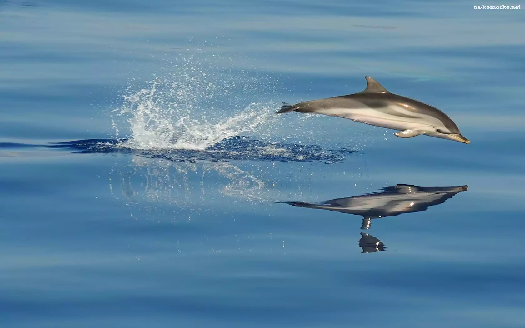 Delfin, Ocean, Odbicie