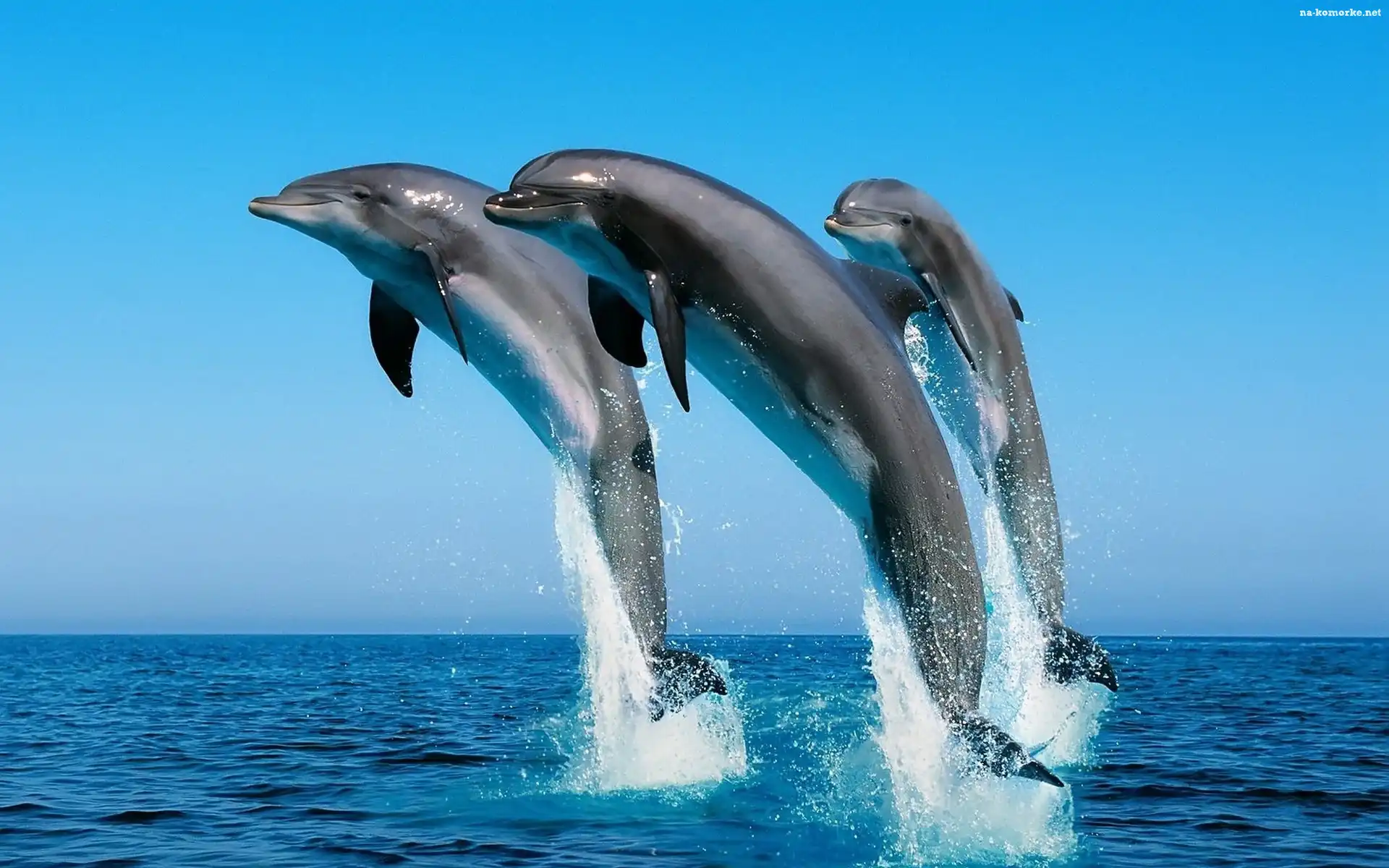 Delfiny, Ocean, Skok