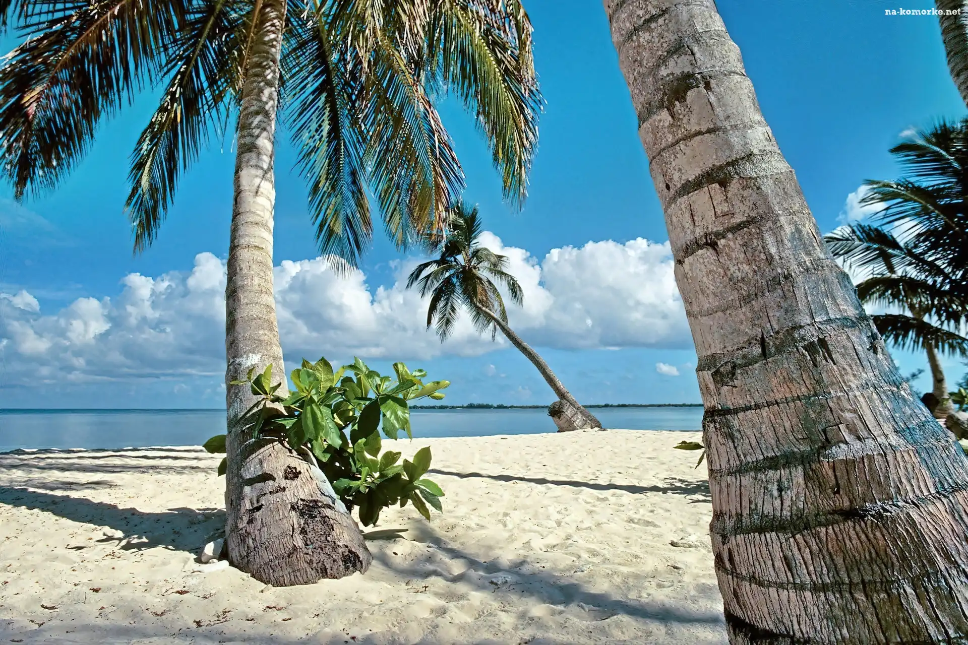 Ocean, Tropik, Plaża, Palmy