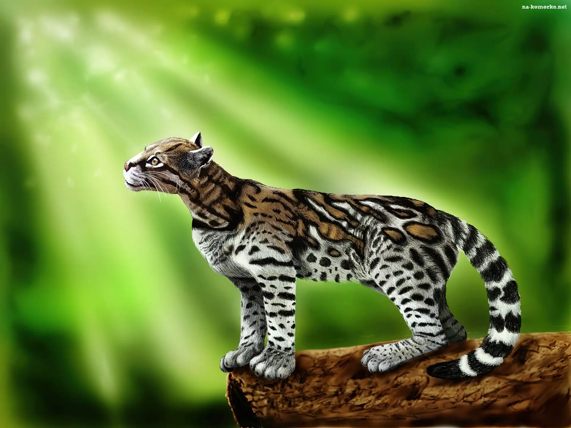 Ocelot, Grafika, Promienie, Światła