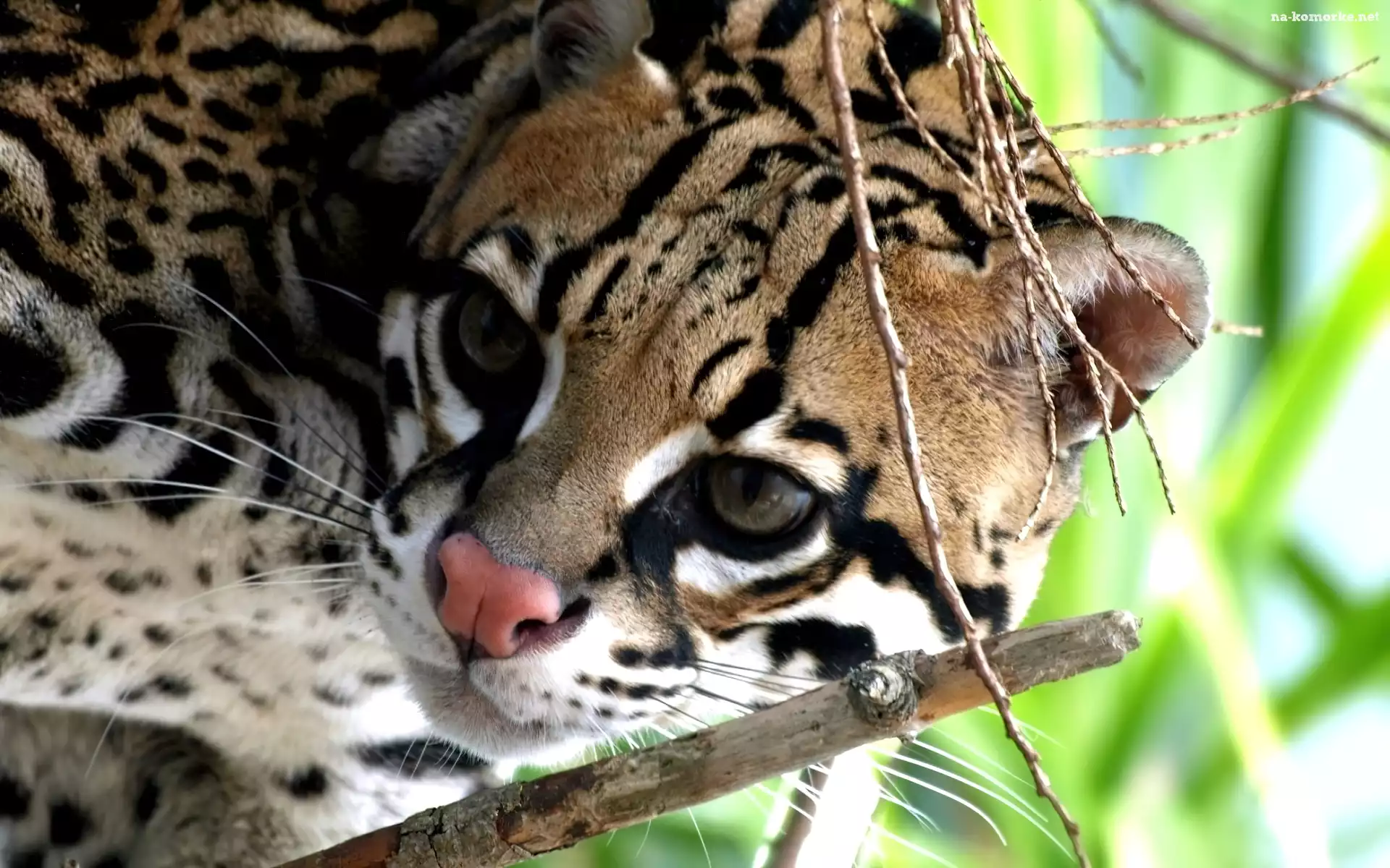 Ocelot, Gałązki, Różowy, Nosek