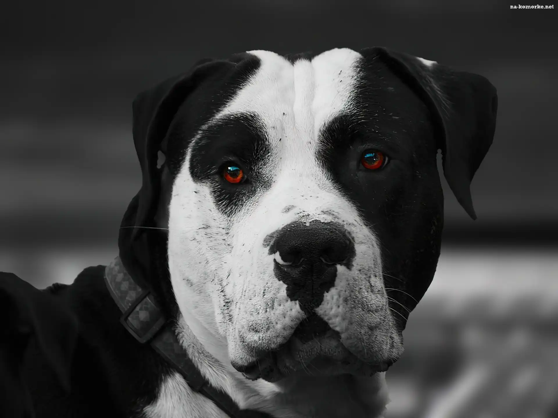 Amstaff, Oczy, Obroża