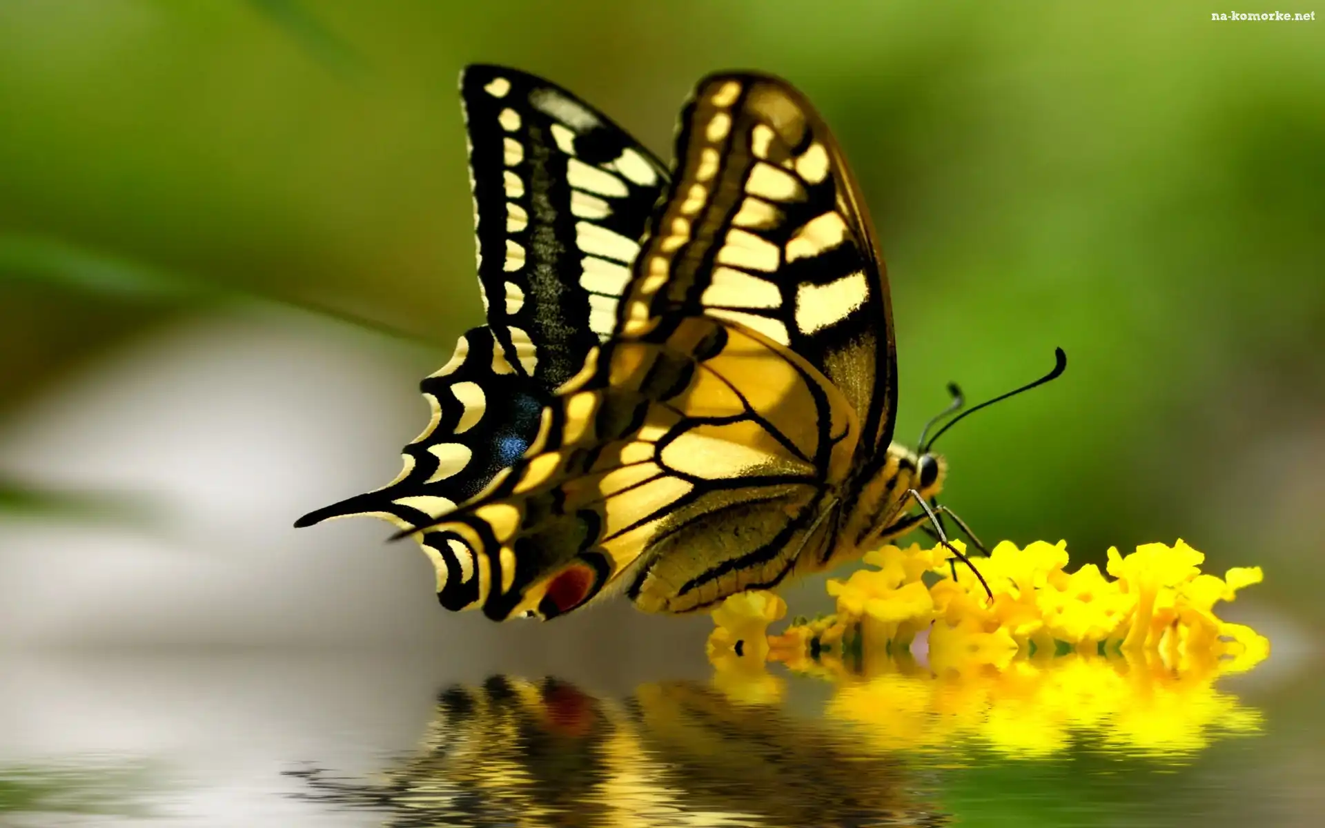 Odbicie, Żółte, Kwiaty, Motyl, Paź królowej