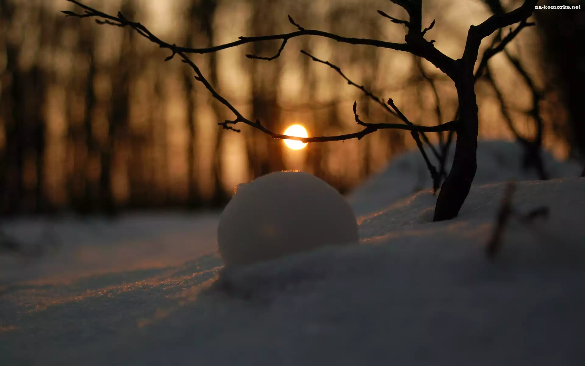 Odbicie, Las, Słońca, Śnieg
