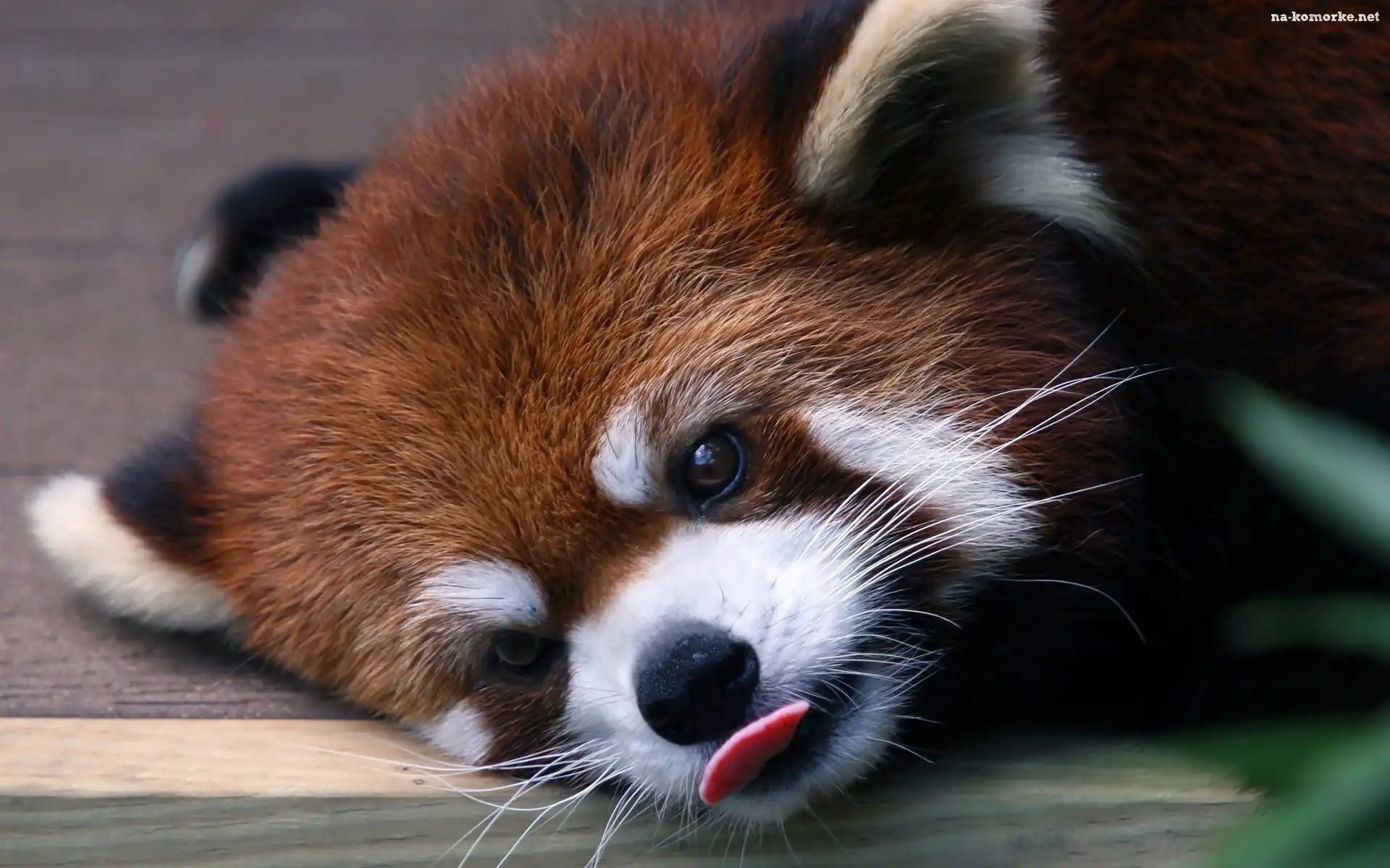 Odpoczywająca, Jężyk, Czerwona, Panda