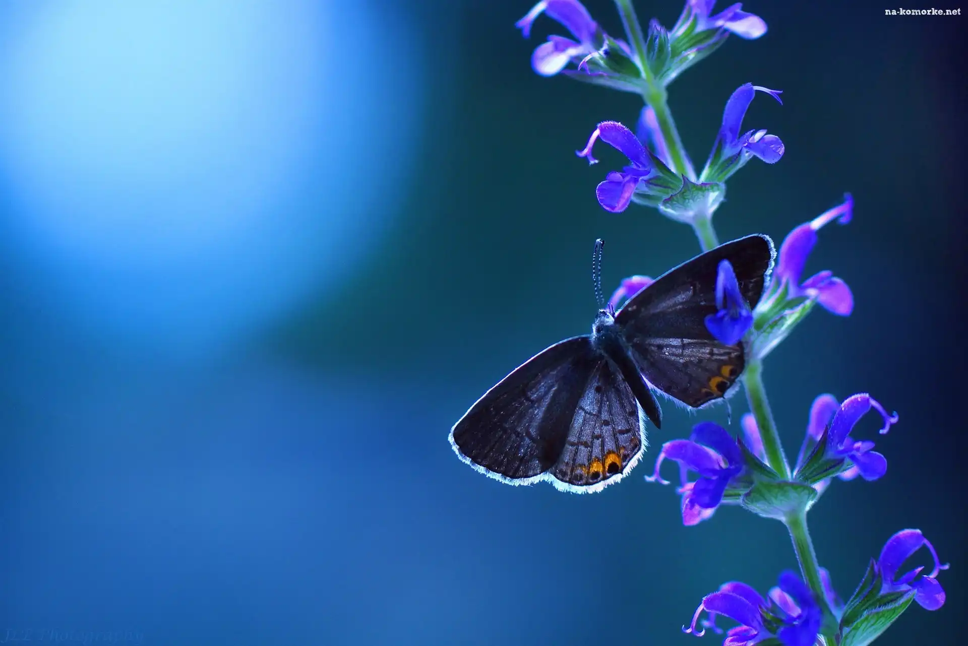 Motyl, Łodyżka, Kwiatki