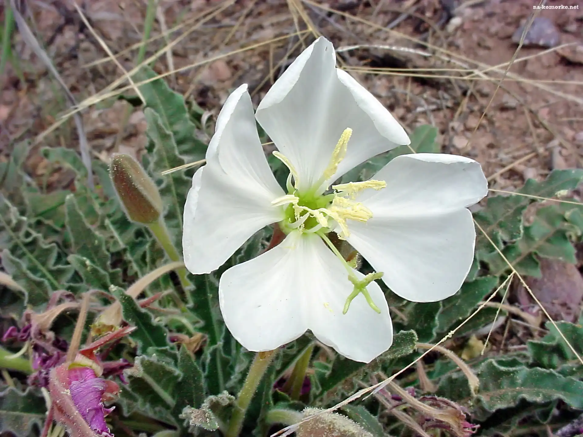 Oenothera