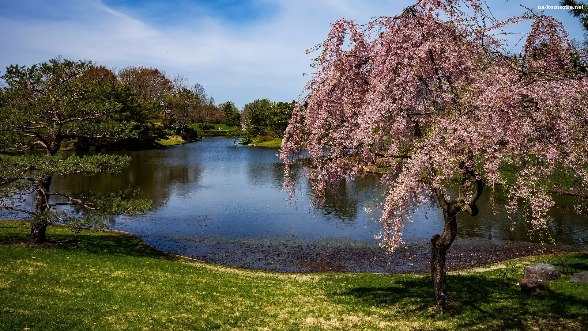 Ogród botaniczny Missouri Botanical Garden, Stan Missouri, Stany Zjednoczone, Staw, Saint Louis, Drzewa