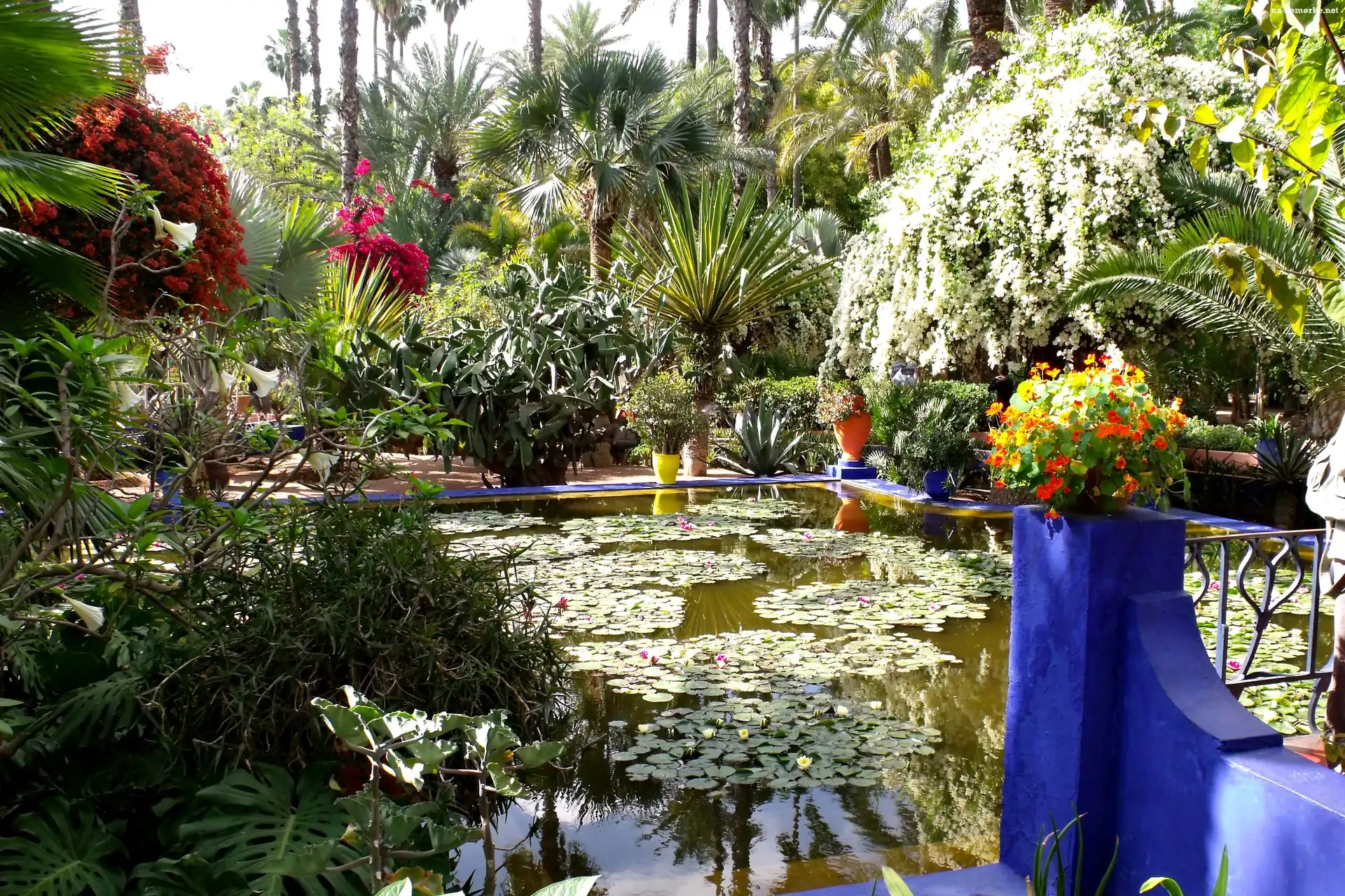 Ogród, Marrakesz, Majorelle, Sadzawka