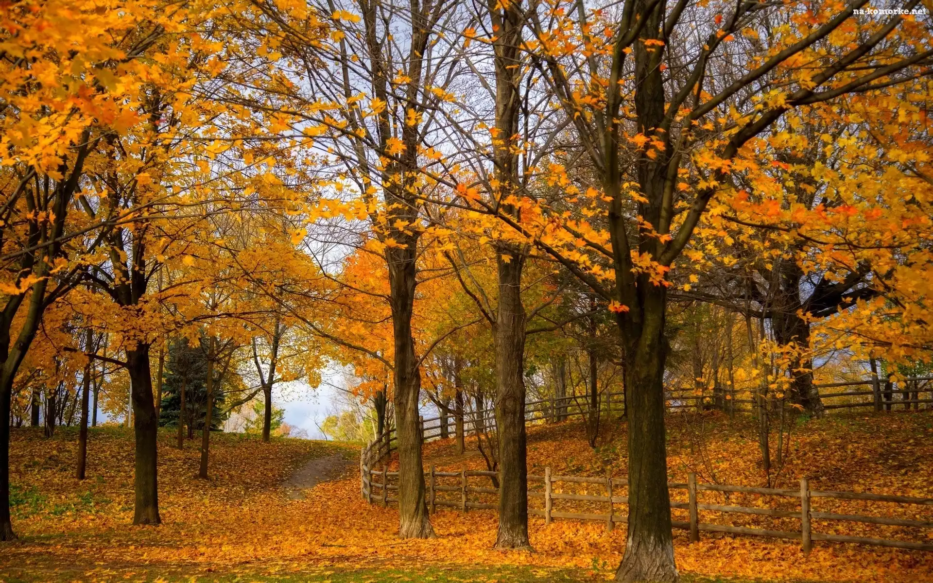 Ogrodzenie, Drzewa, Park, Jesień, Liście, Ścieżka