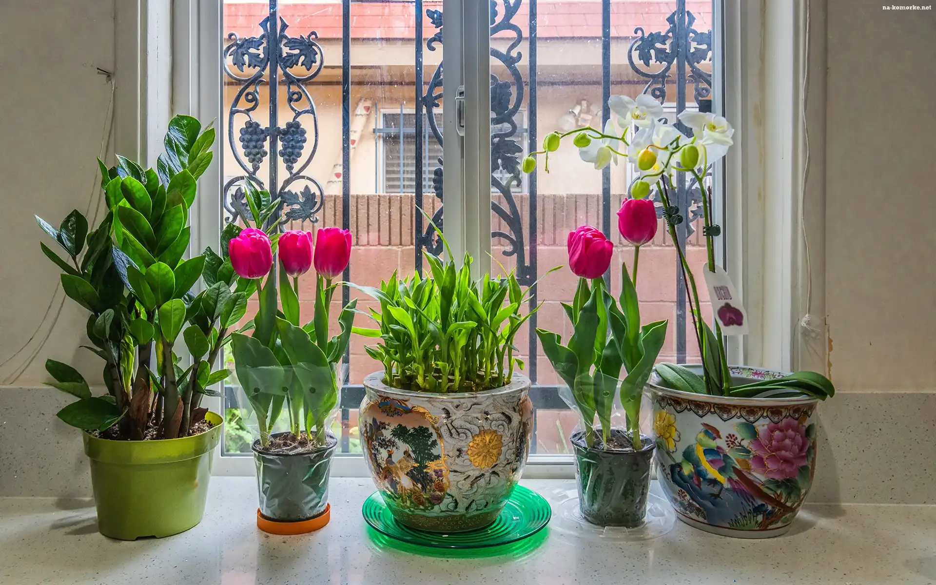 Okno, Kwiaty, Tulipany, Storczyki, Doniczki