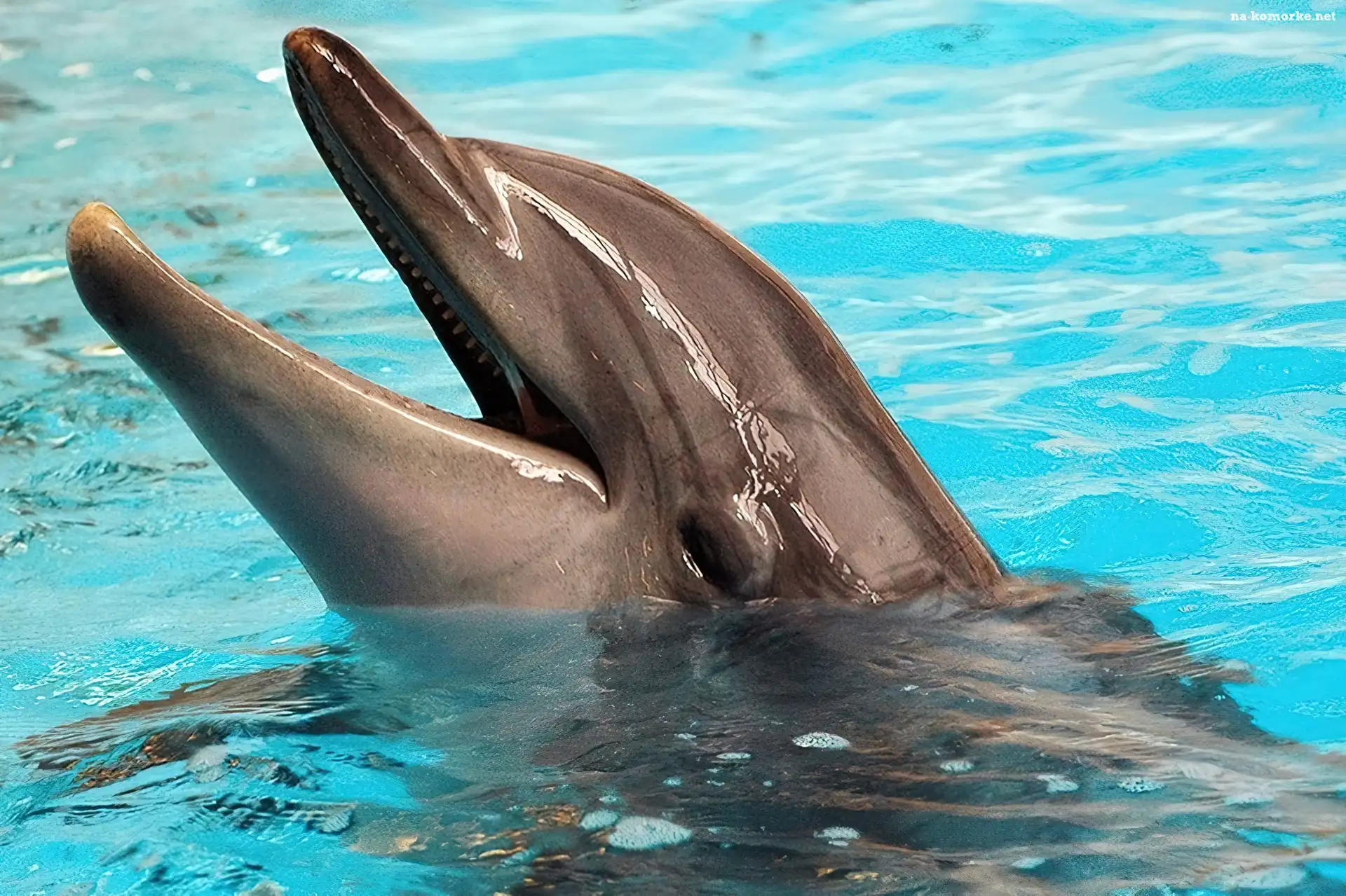 Delfin, Oko, Woda