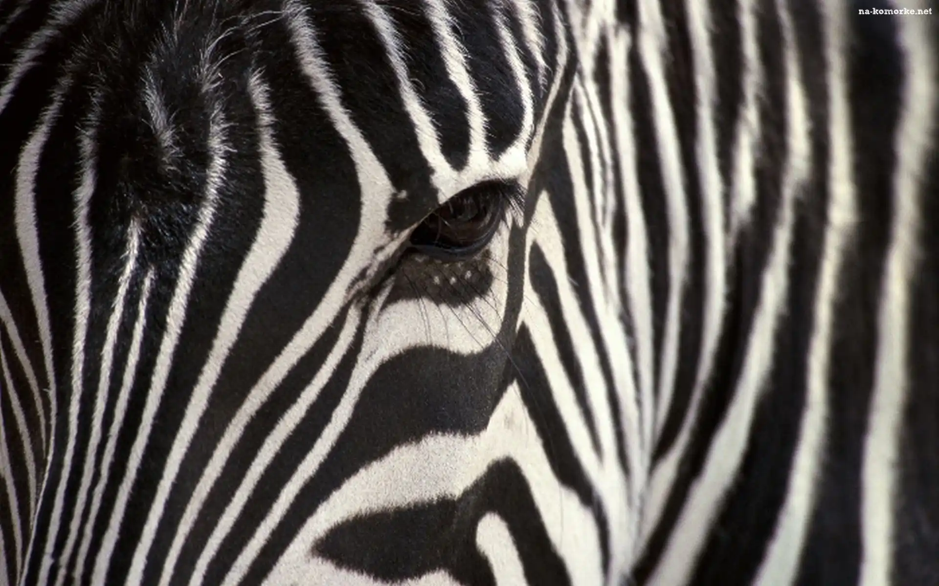 Zebra, Oko, Paski