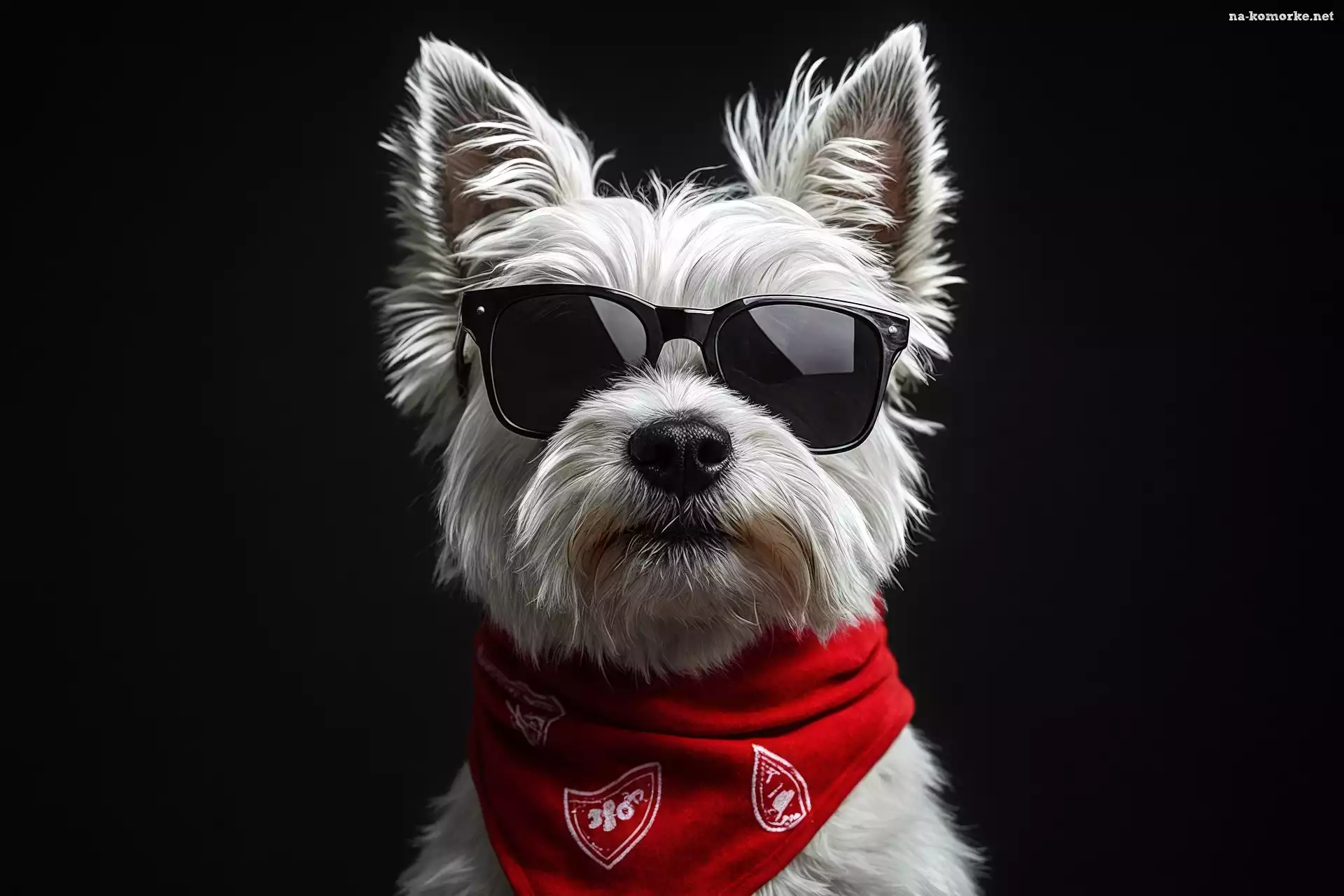Okulary, Czerwona, Biały, Chustka, West highland white terrier, Czarne, Pies
