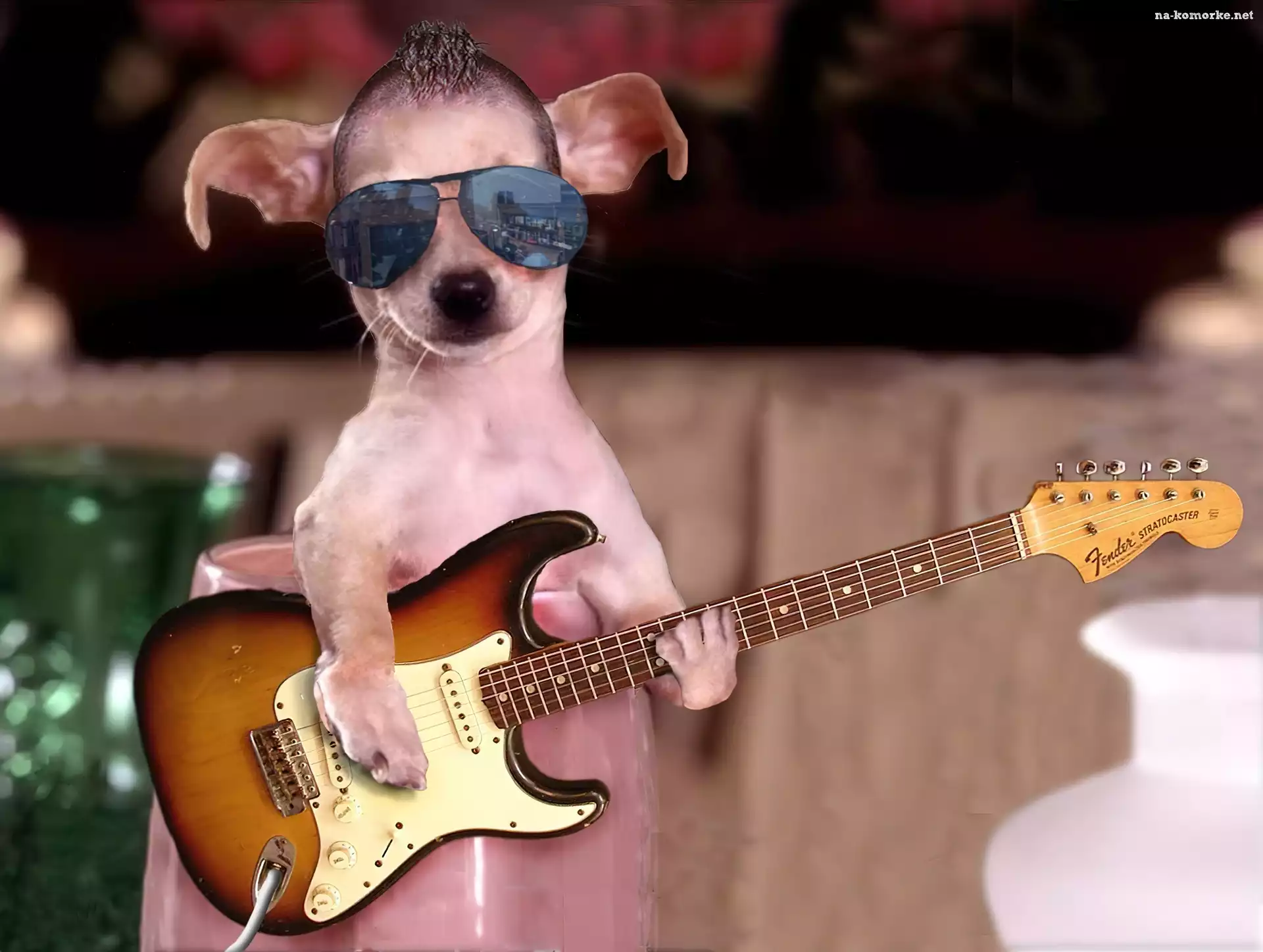 Pies, Gitara, Okulary