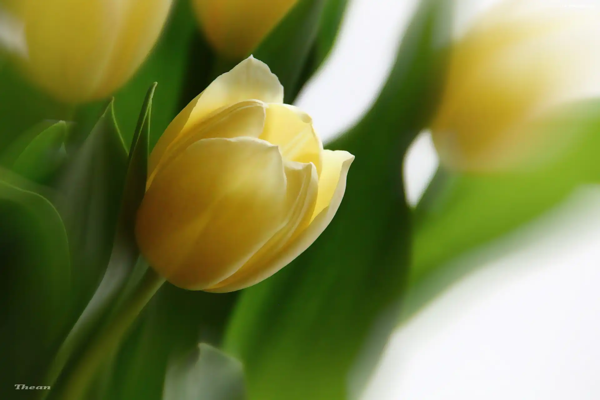 Żółte, Tulipany