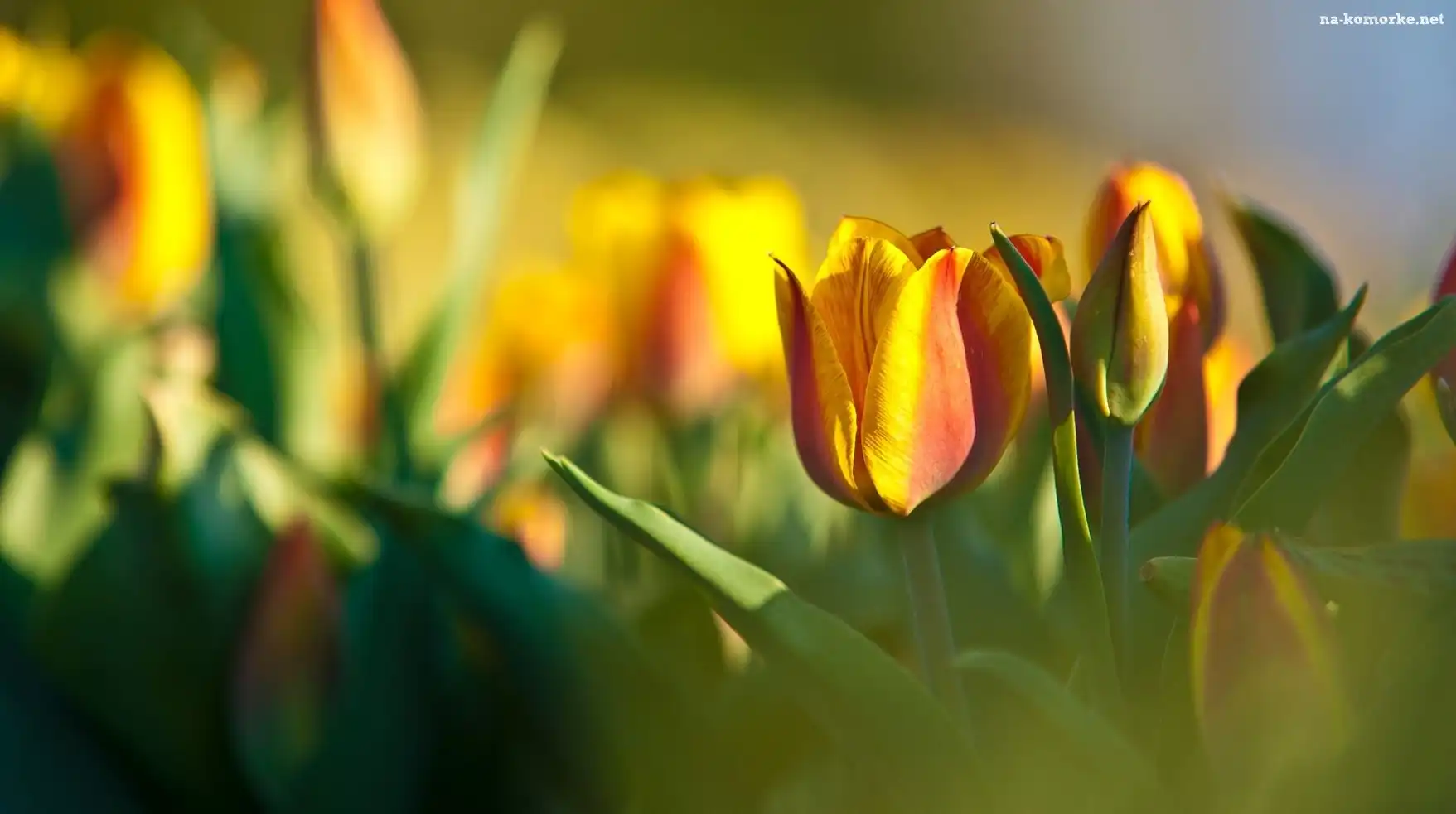 Żółte, Tulipany