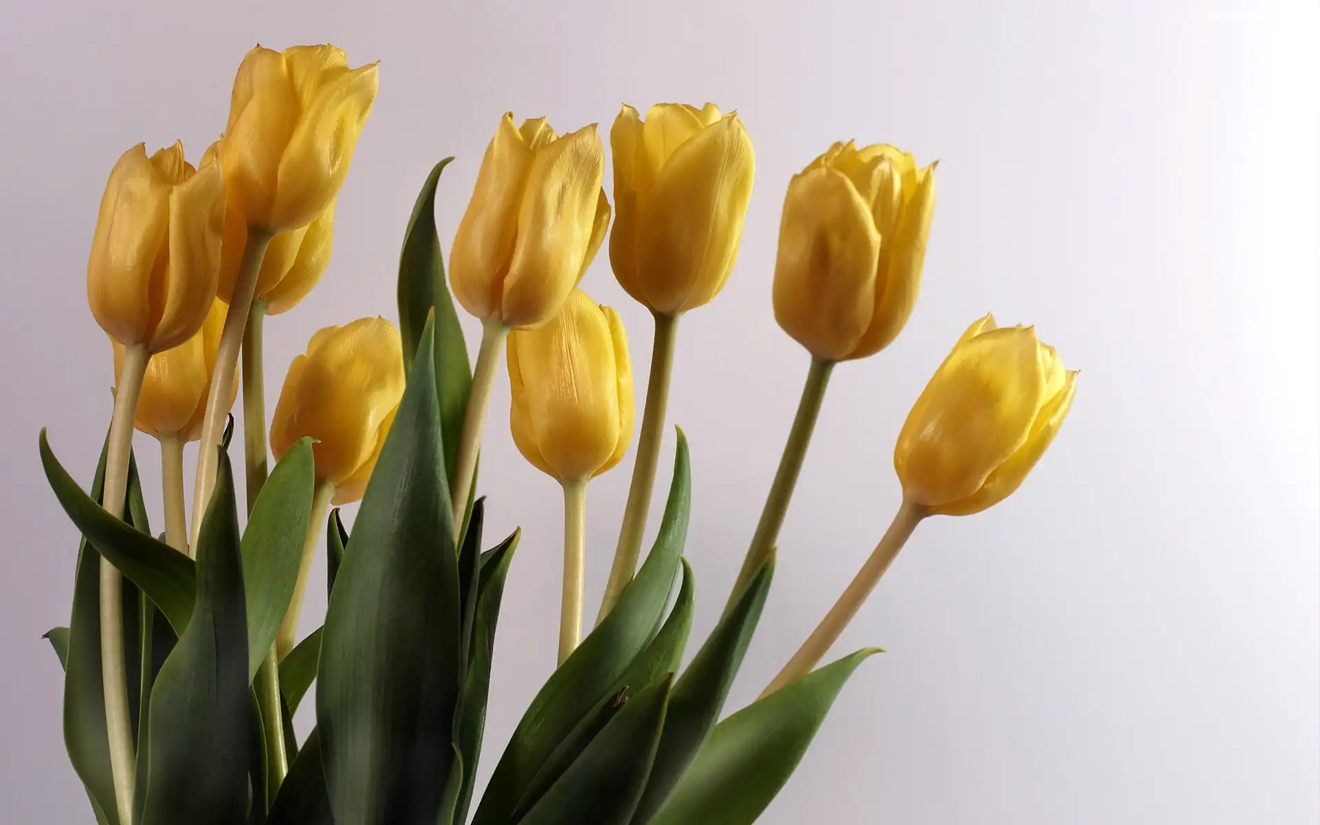 Żółte, Tulipany