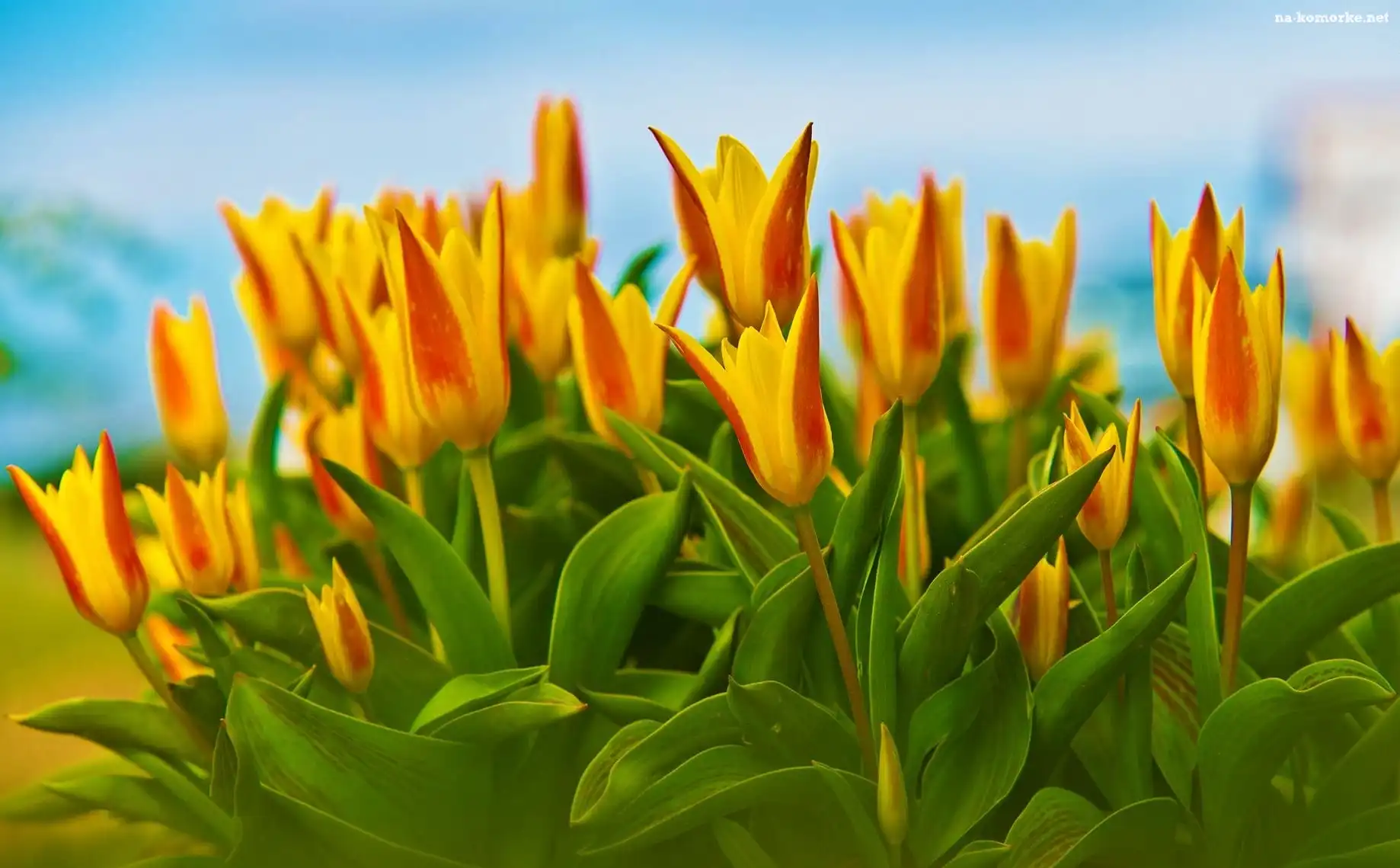 Żółte, Tulipany