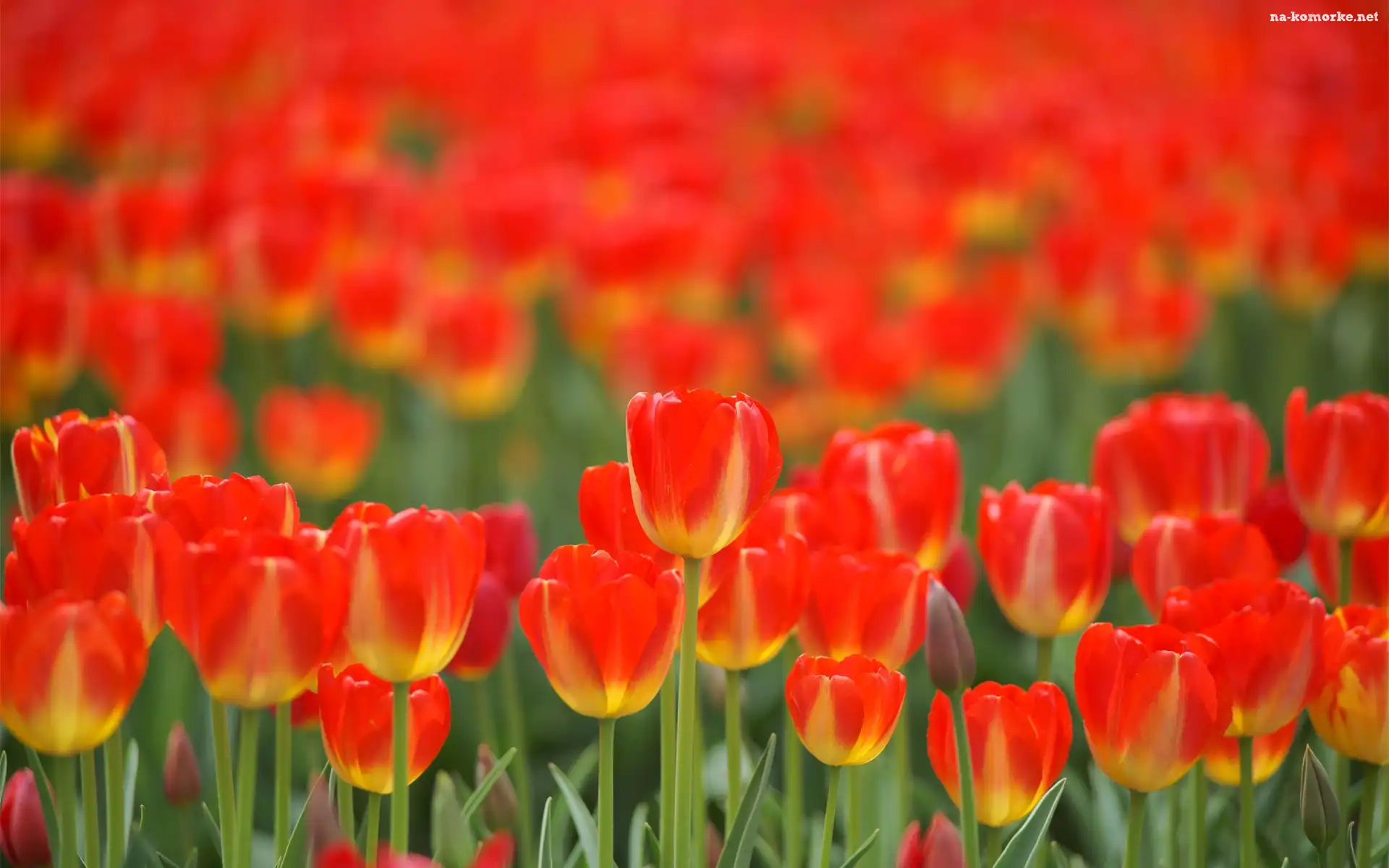 Czerwono, Żółte, Tulipany