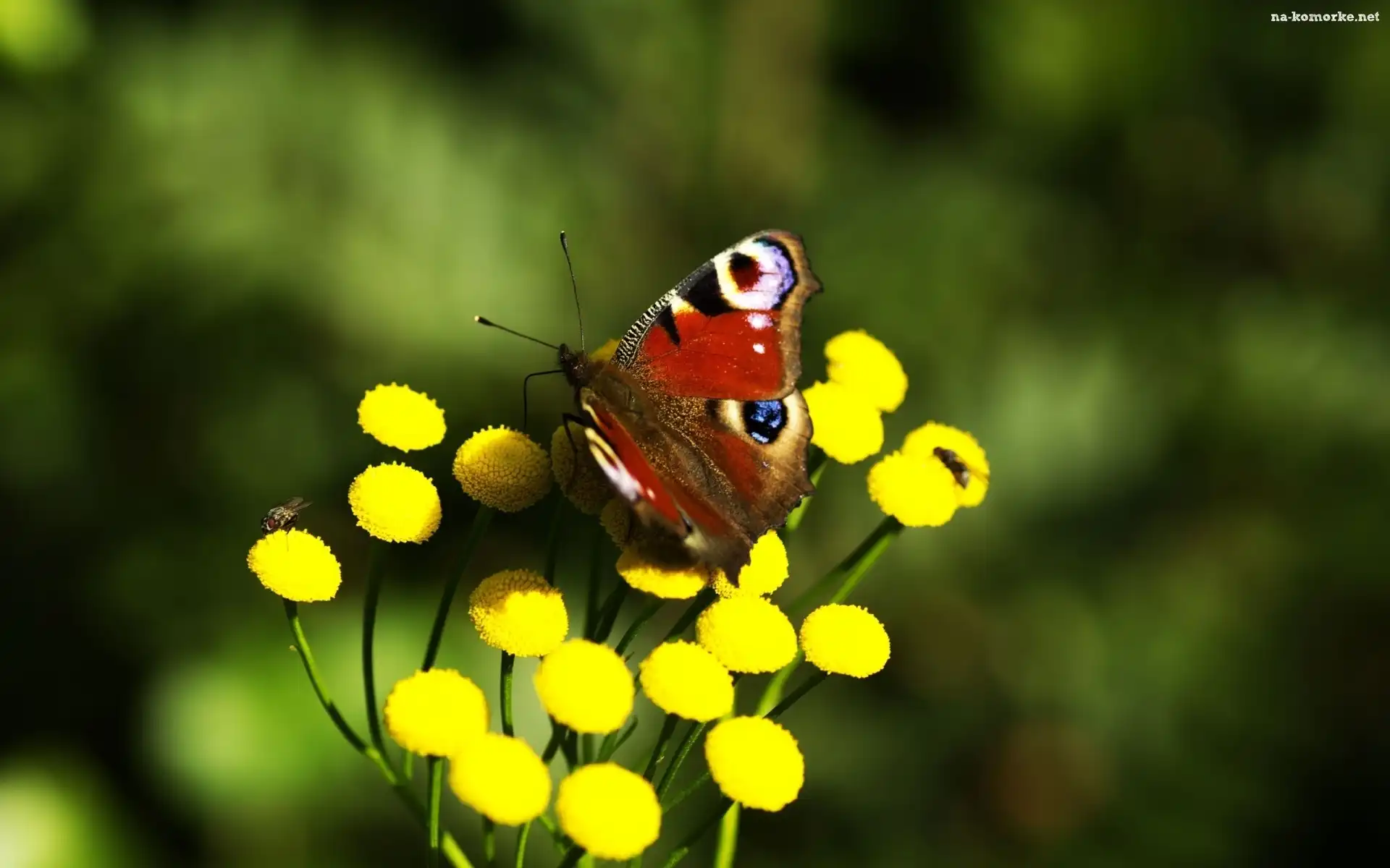 Motyl, Żółte, Kwiaty
